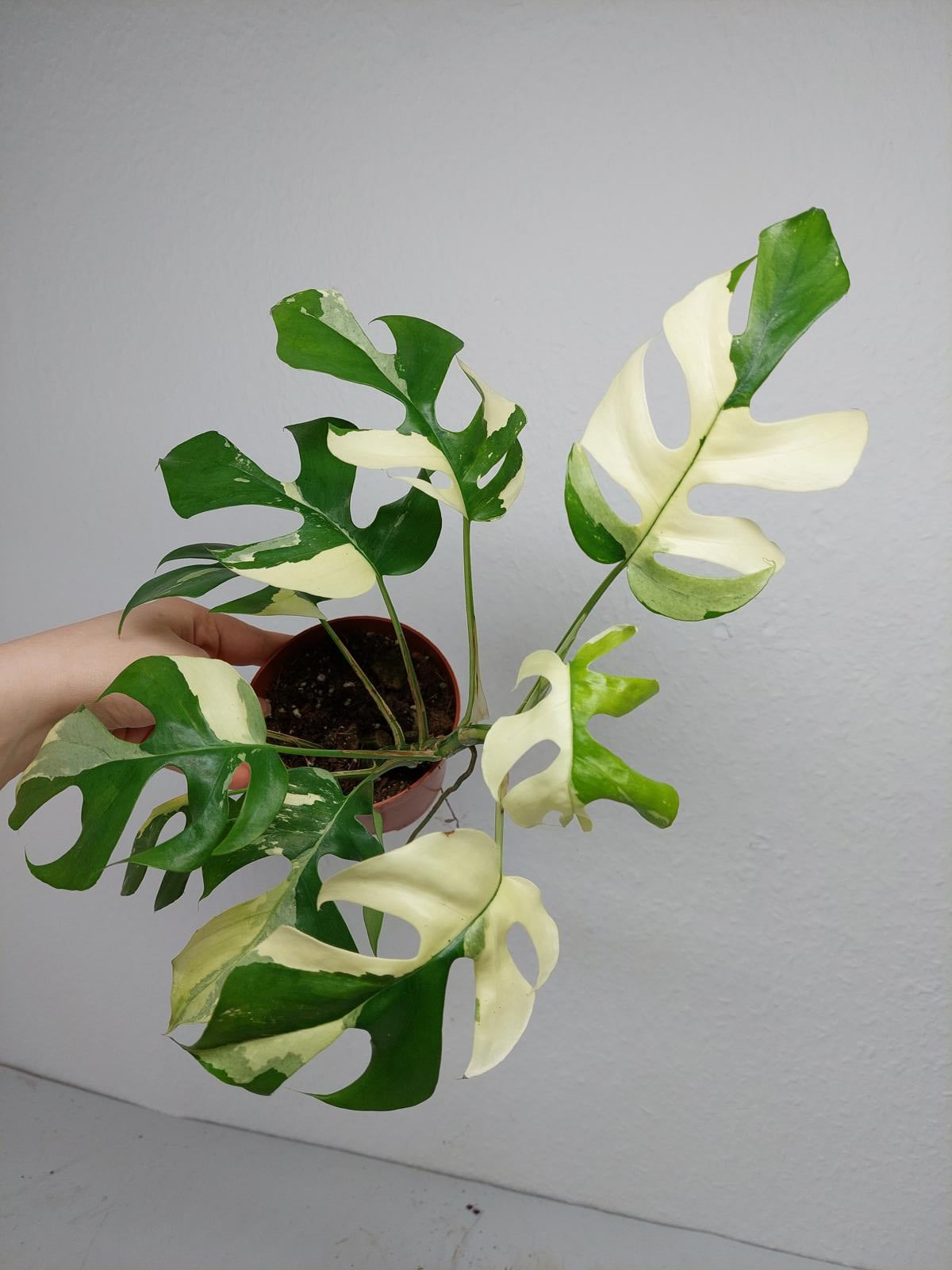 Raphidophora Tetrasperma / Monstera Minima Variegata