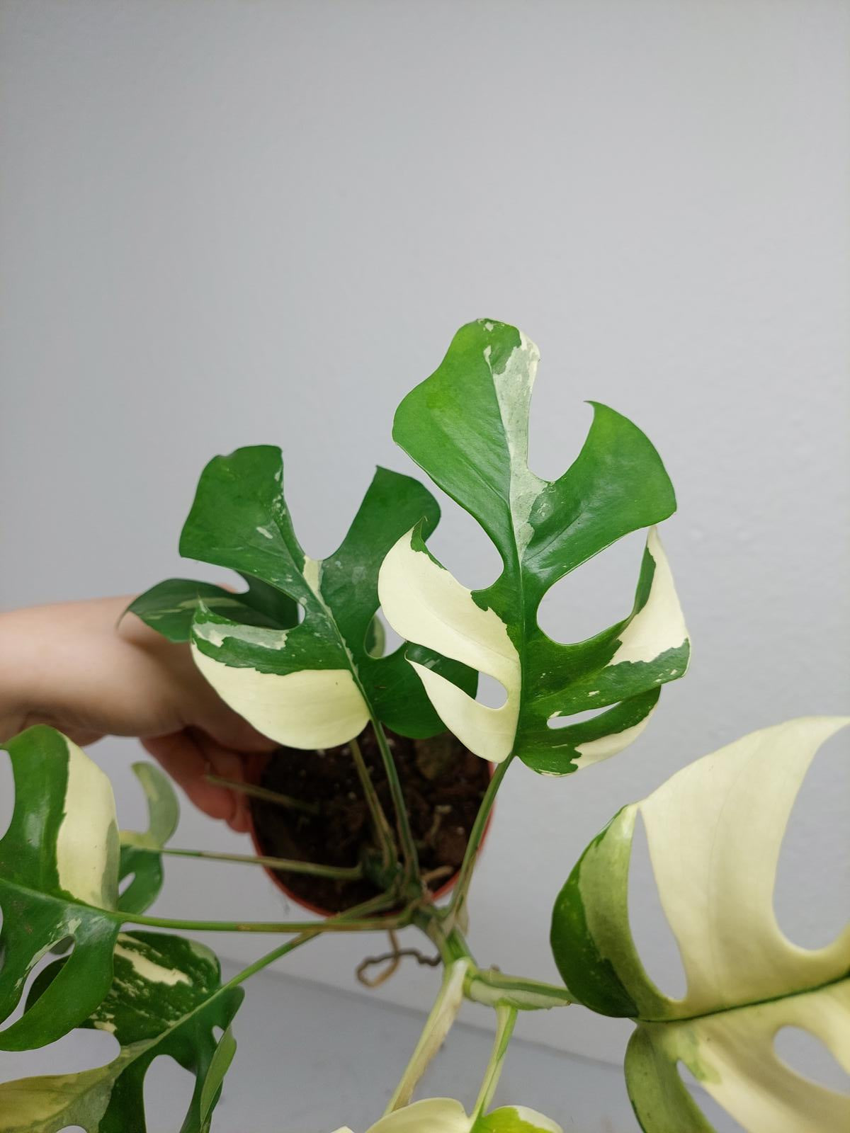 Raphidophora Tetrasperma / Monstera Minima Variegata