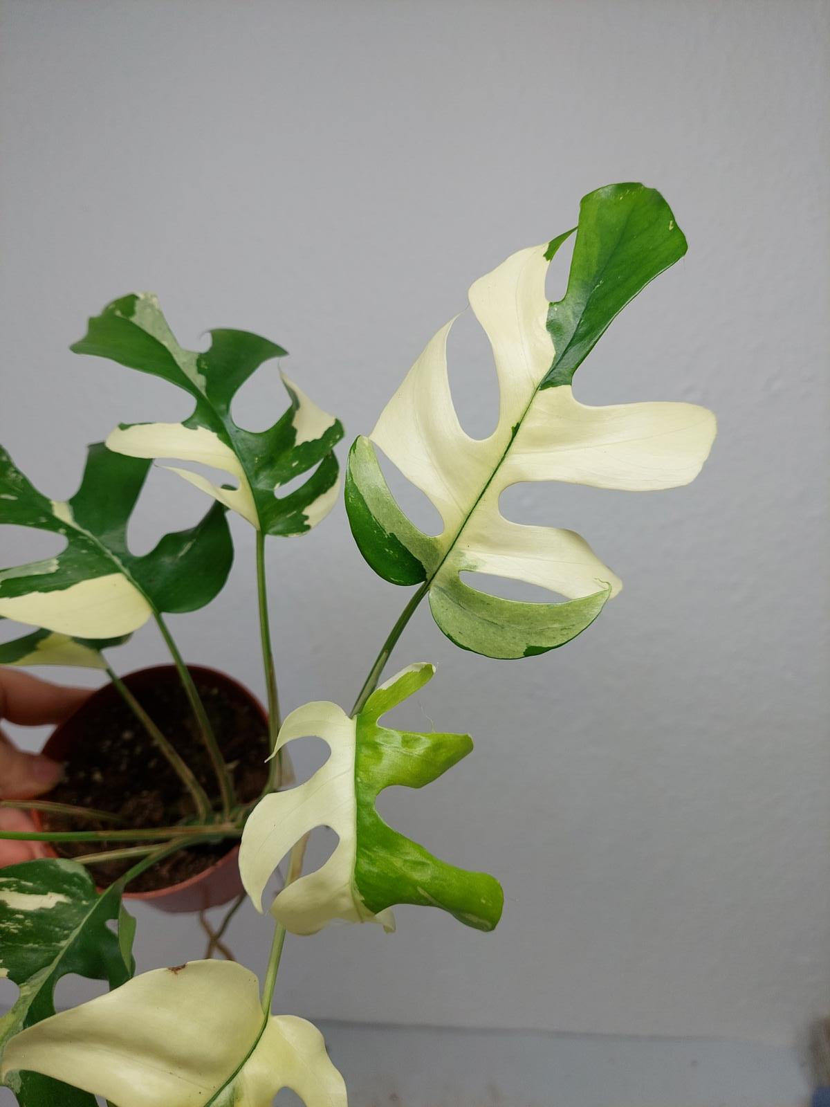 Raphidophora Tetrasperma / Monstera Minima Variegata