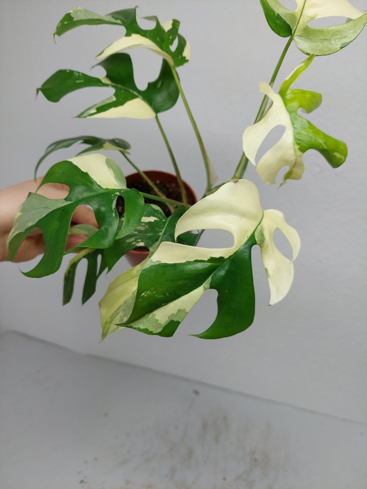 Raphidophora Tetrasperma / Monstera Minima Variegata