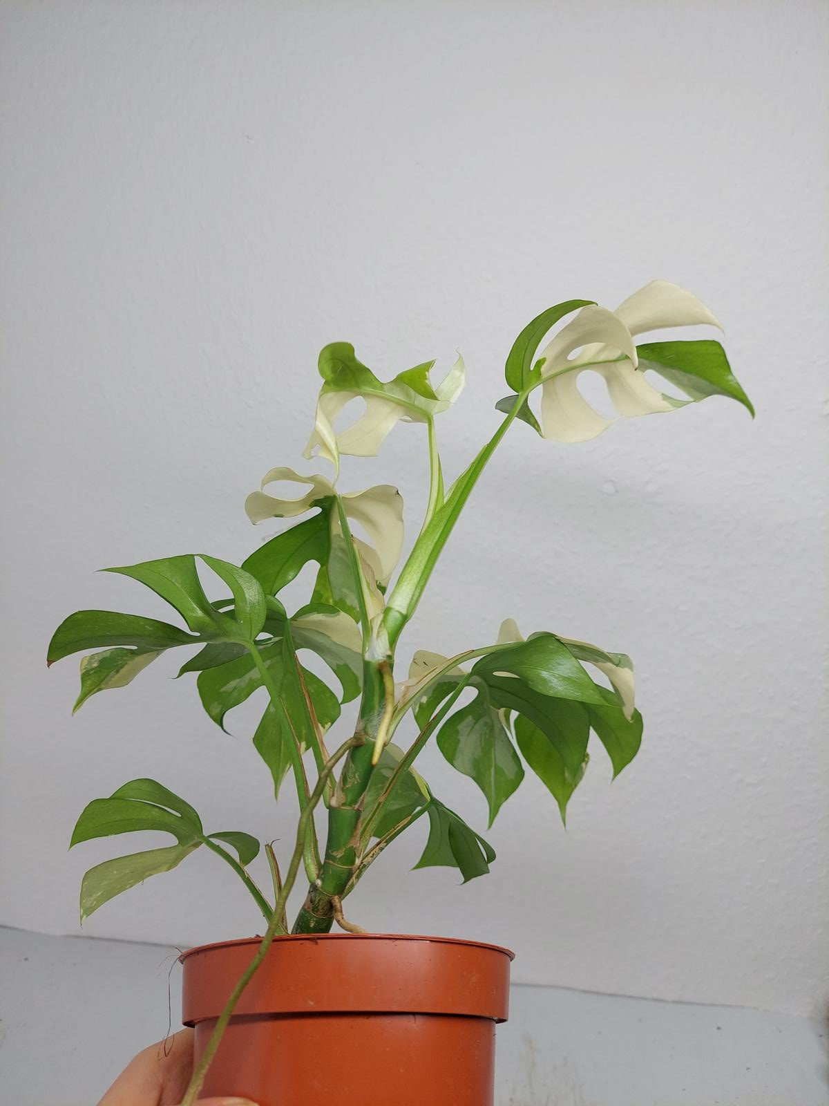 Raphidophora Tetrasperma / Monstera Minima Variegata