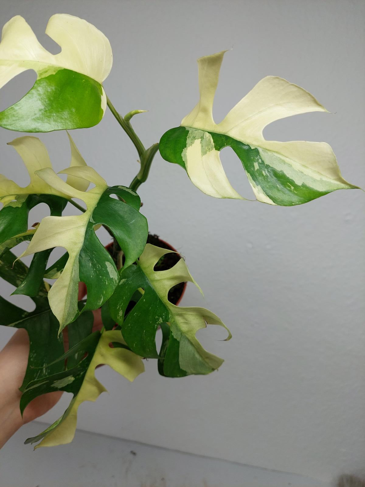 Raphidophora Tetrasperma / Monstera Minima Variegata