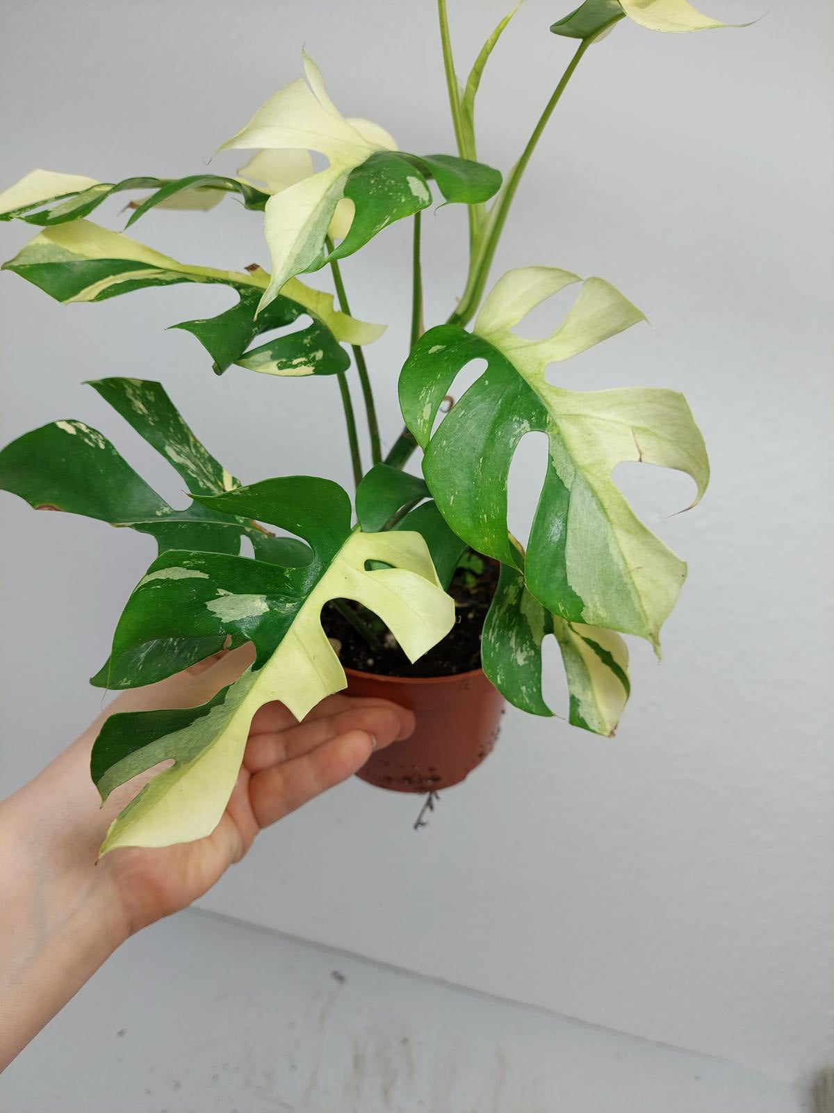 Raphidophora Tetrasperma / Monstera Minima Variegata