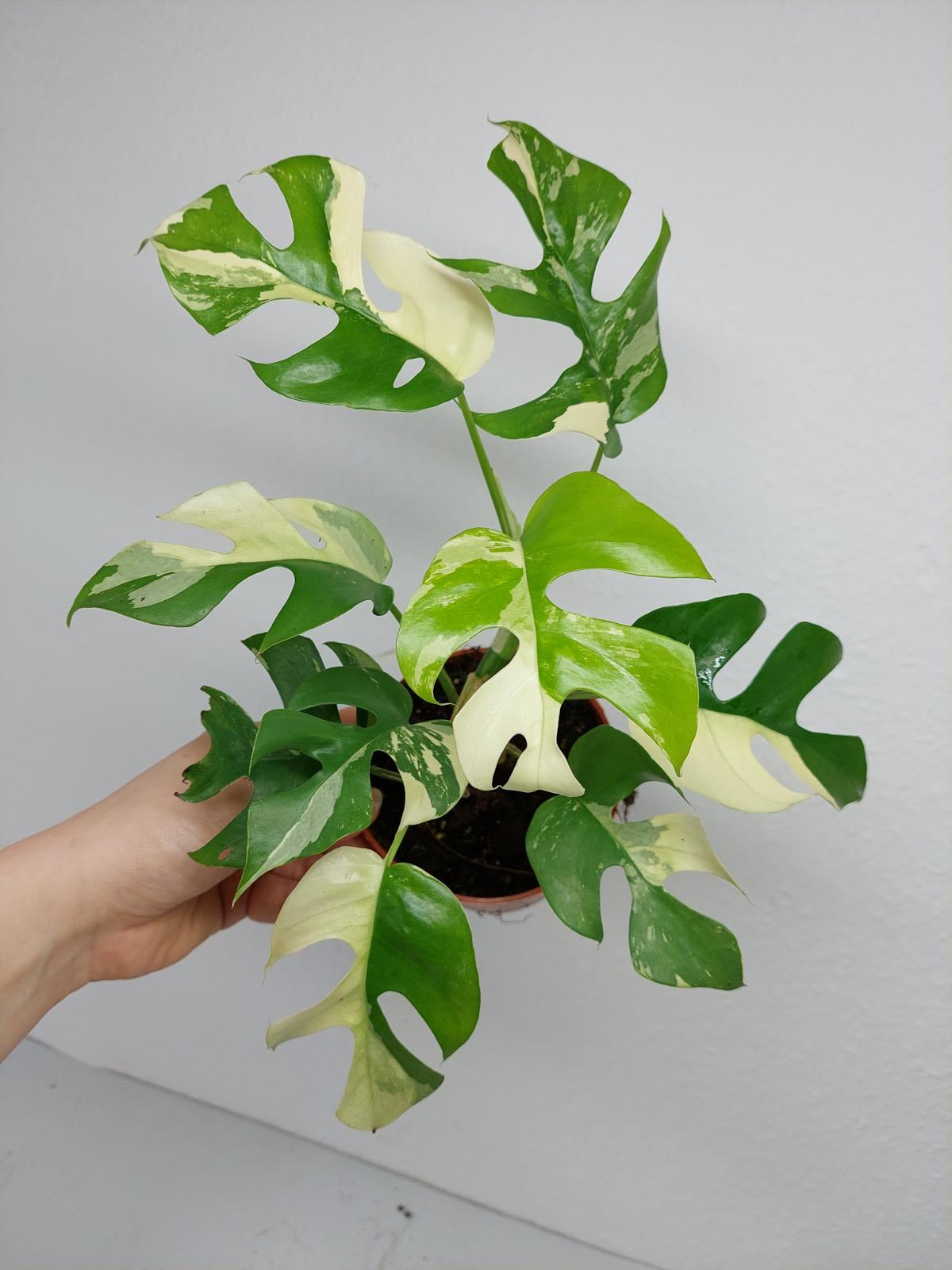 Raphidophora Tetrasperma / Monstera Minima Variegata