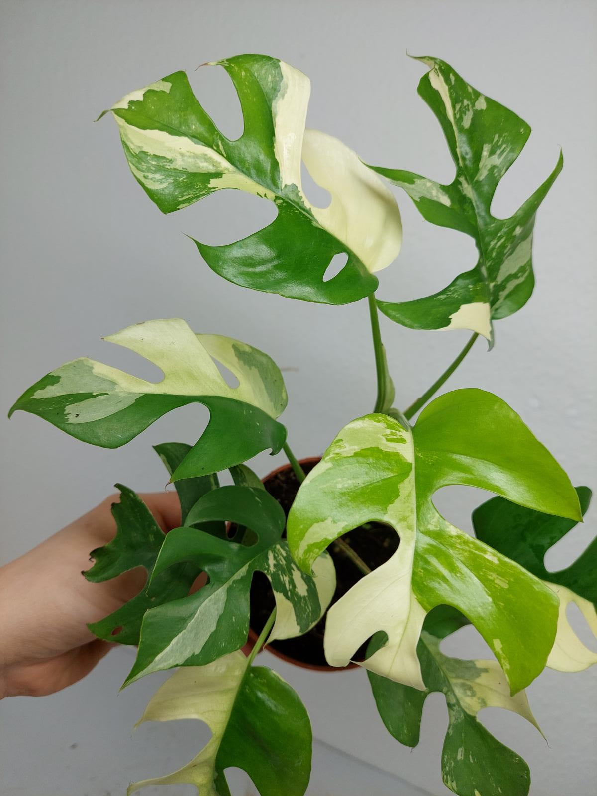 Raphidophora Tetrasperma / Monstera Minima Variegata