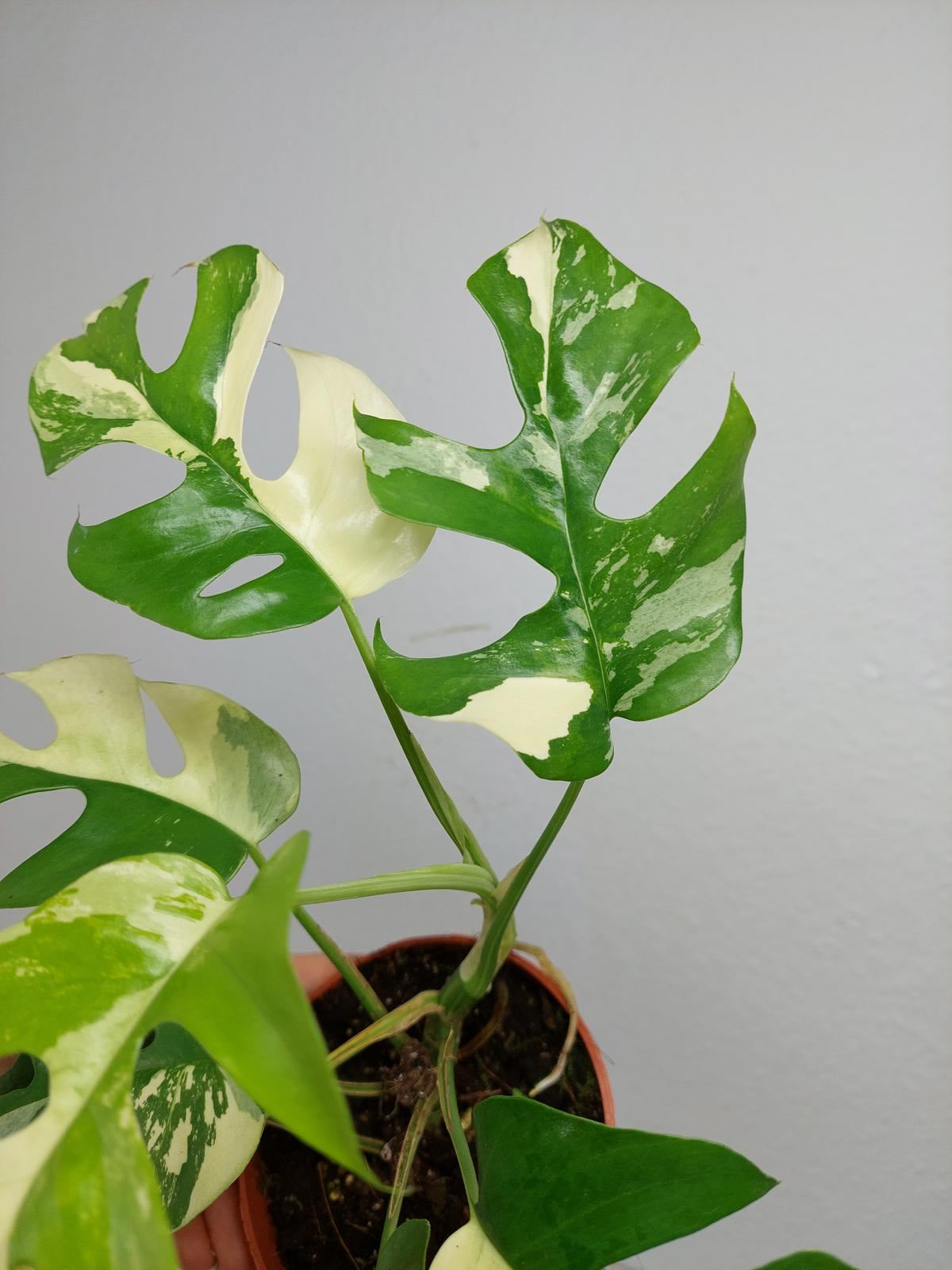 Raphidophora Tetrasperma / Monstera Minima Variegata