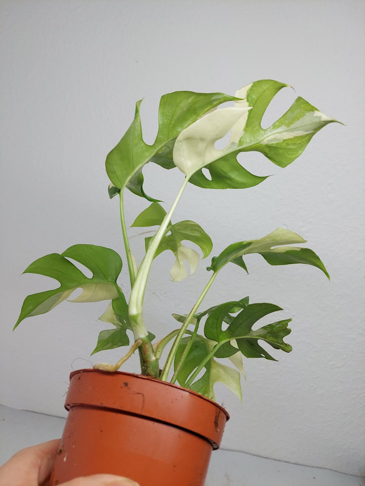 Raphidophora Tetrasperma / Monstera Minima Variegata