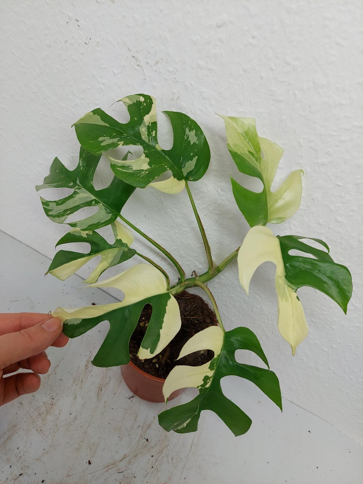 Raphidophora Tetrasperma / Monstera Minima Variegata