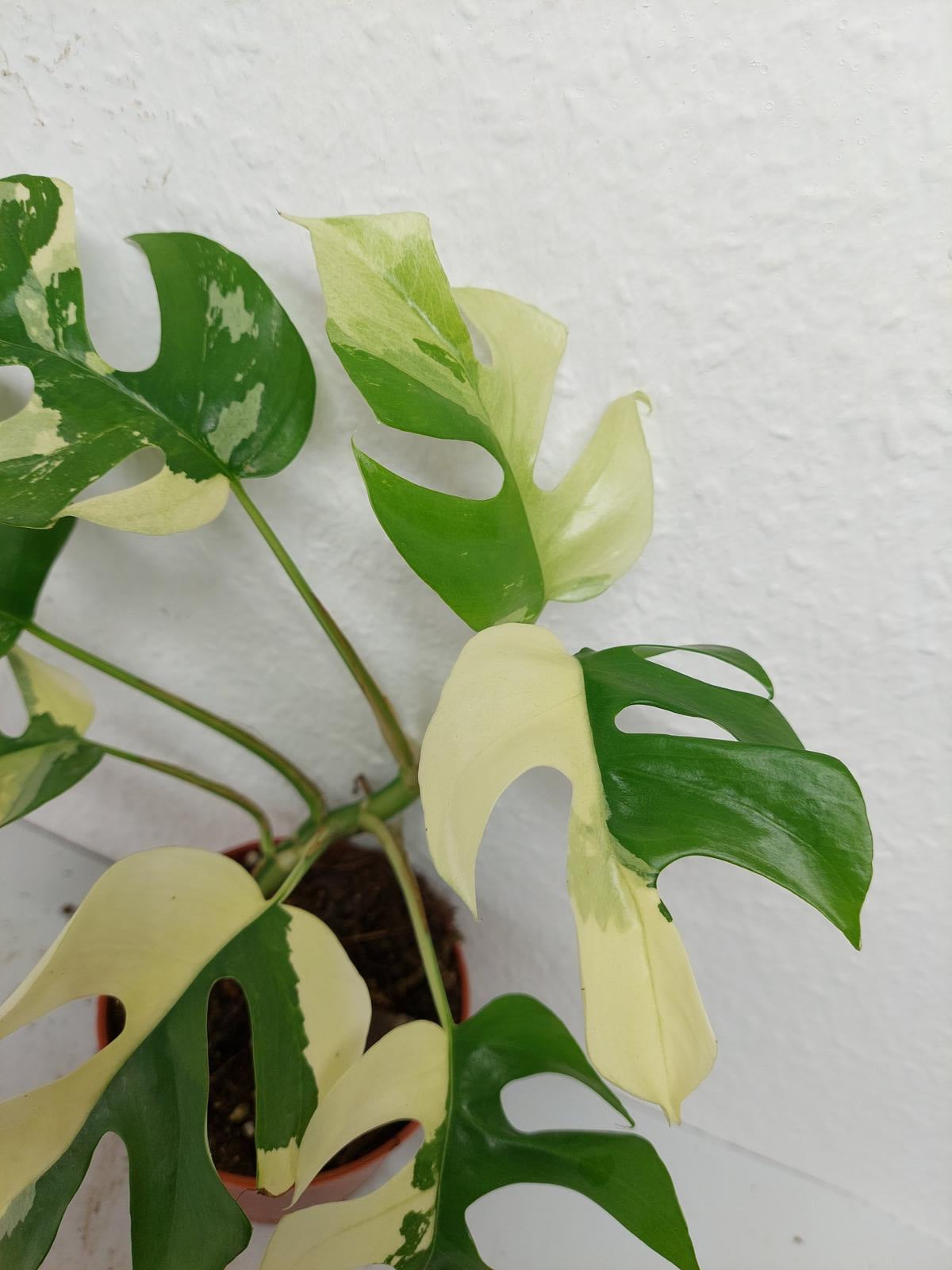 Raphidophora Tetrasperma / Monstera Minima Variegata