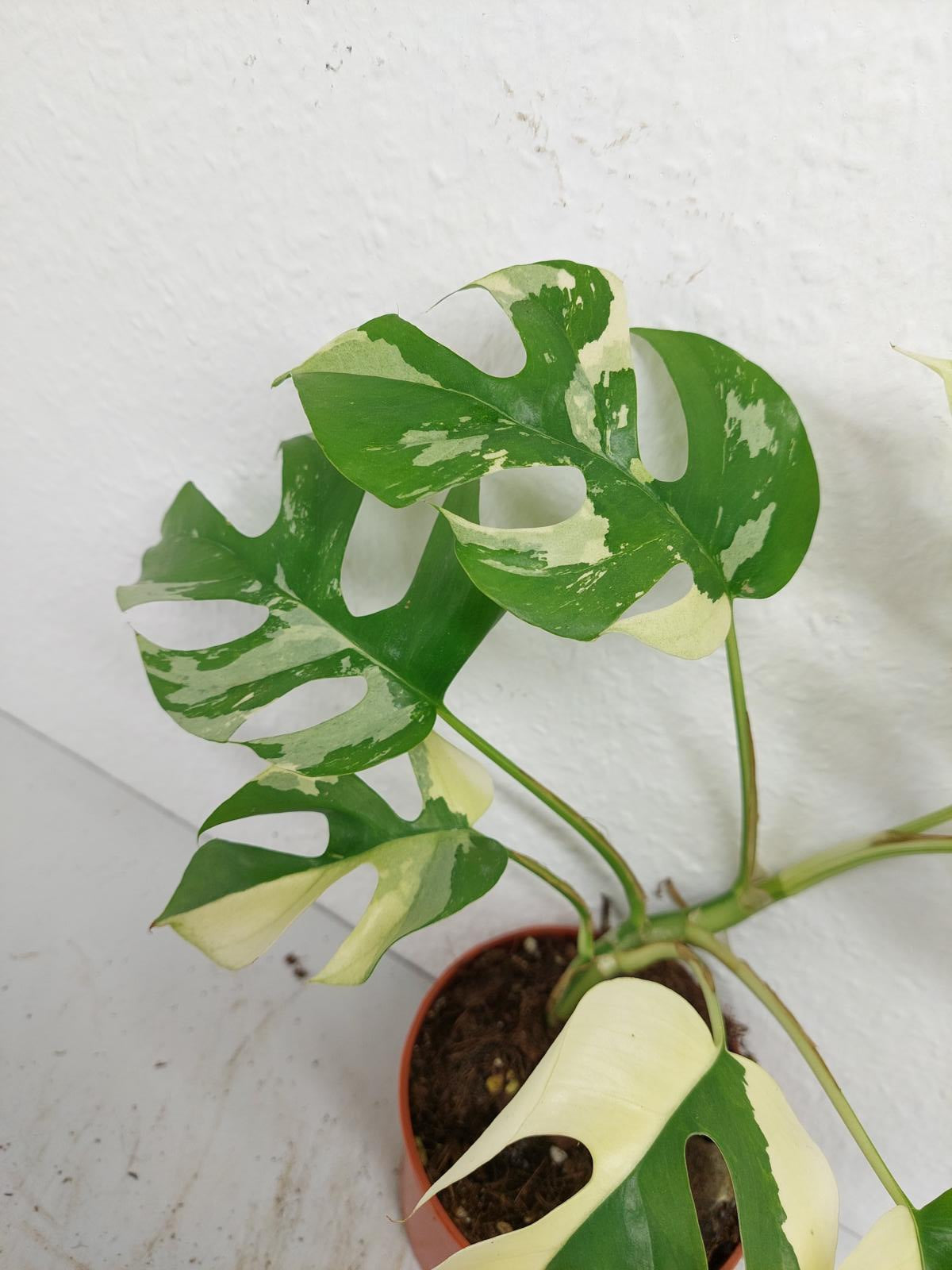 Raphidophora Tetrasperma / Monstera Minima Variegata