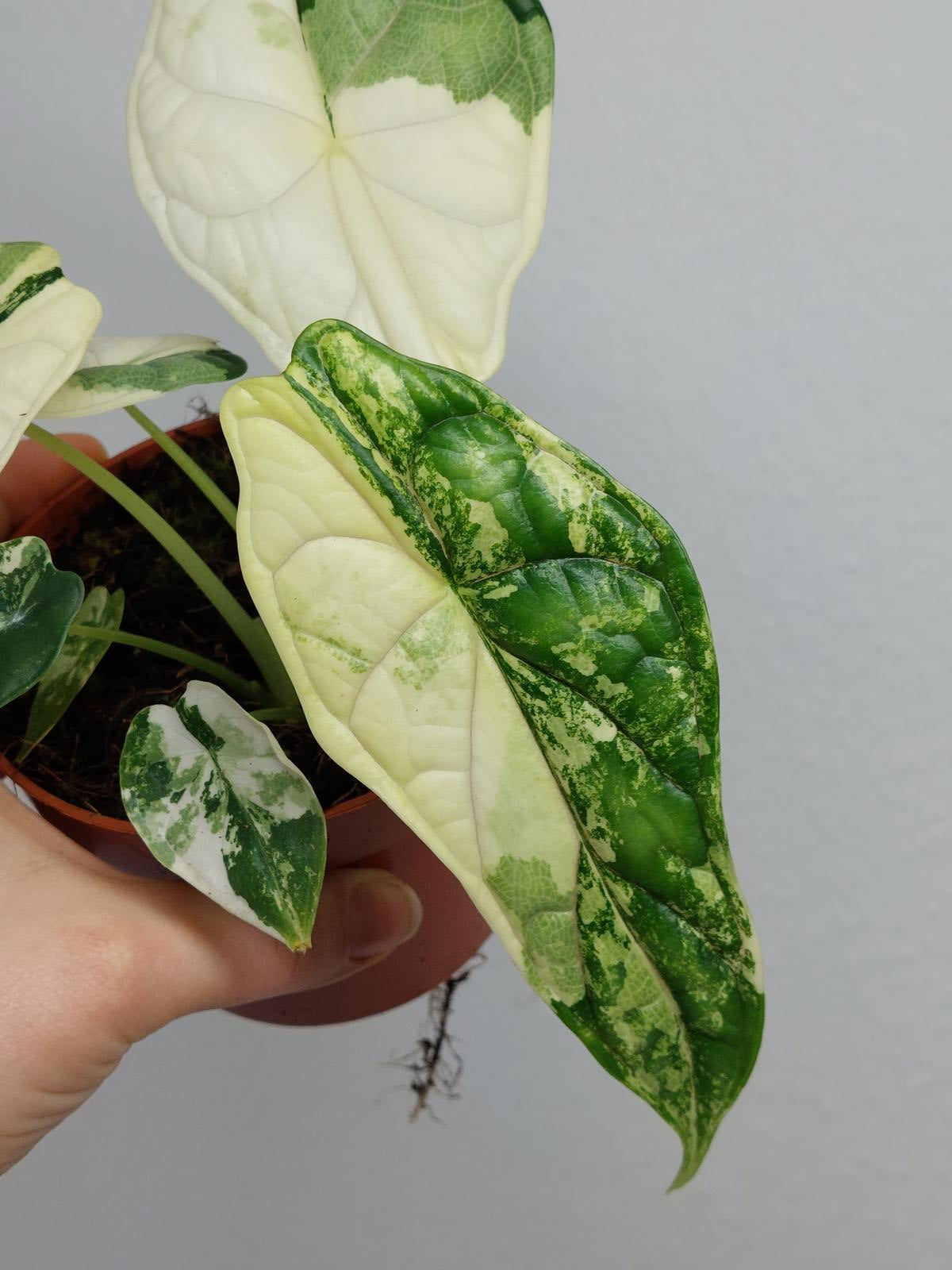 Alocasia Dragon Scale Variegata