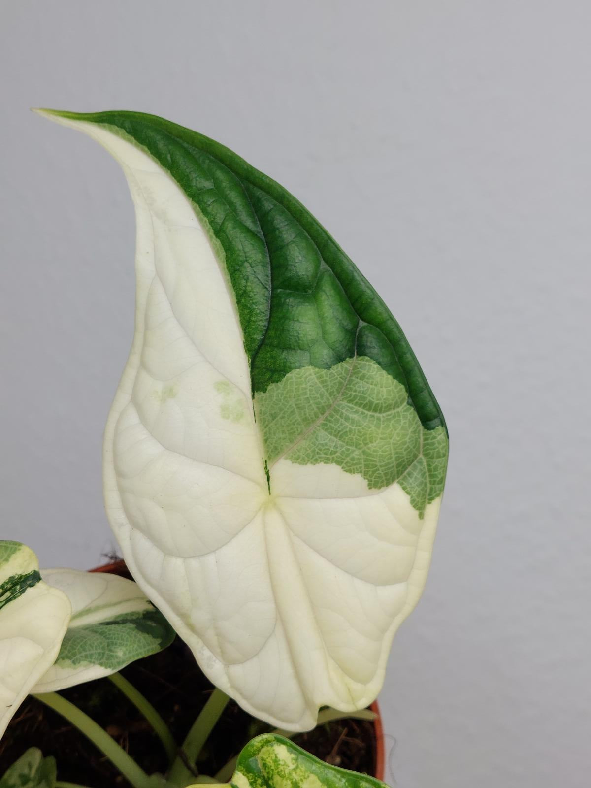 Alocasia Dragon Scale Variegata