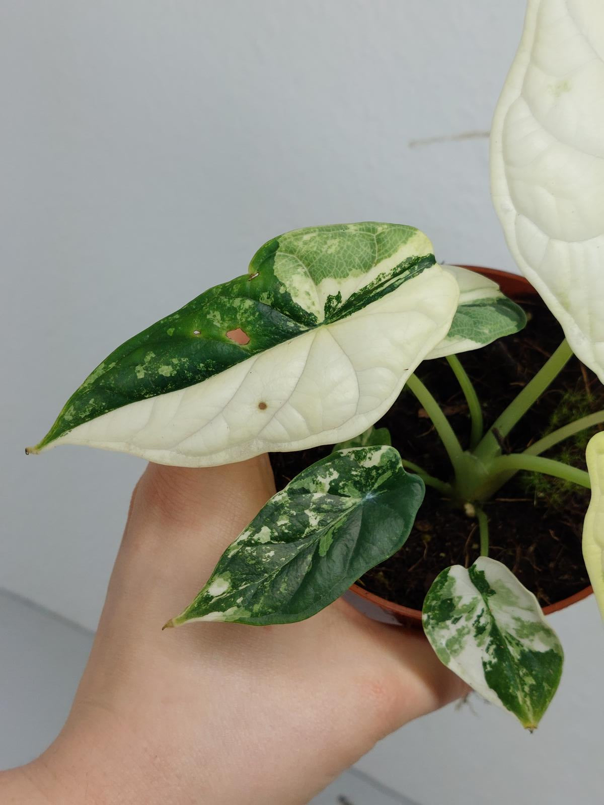 Alocasia Dragon Scale Variegata