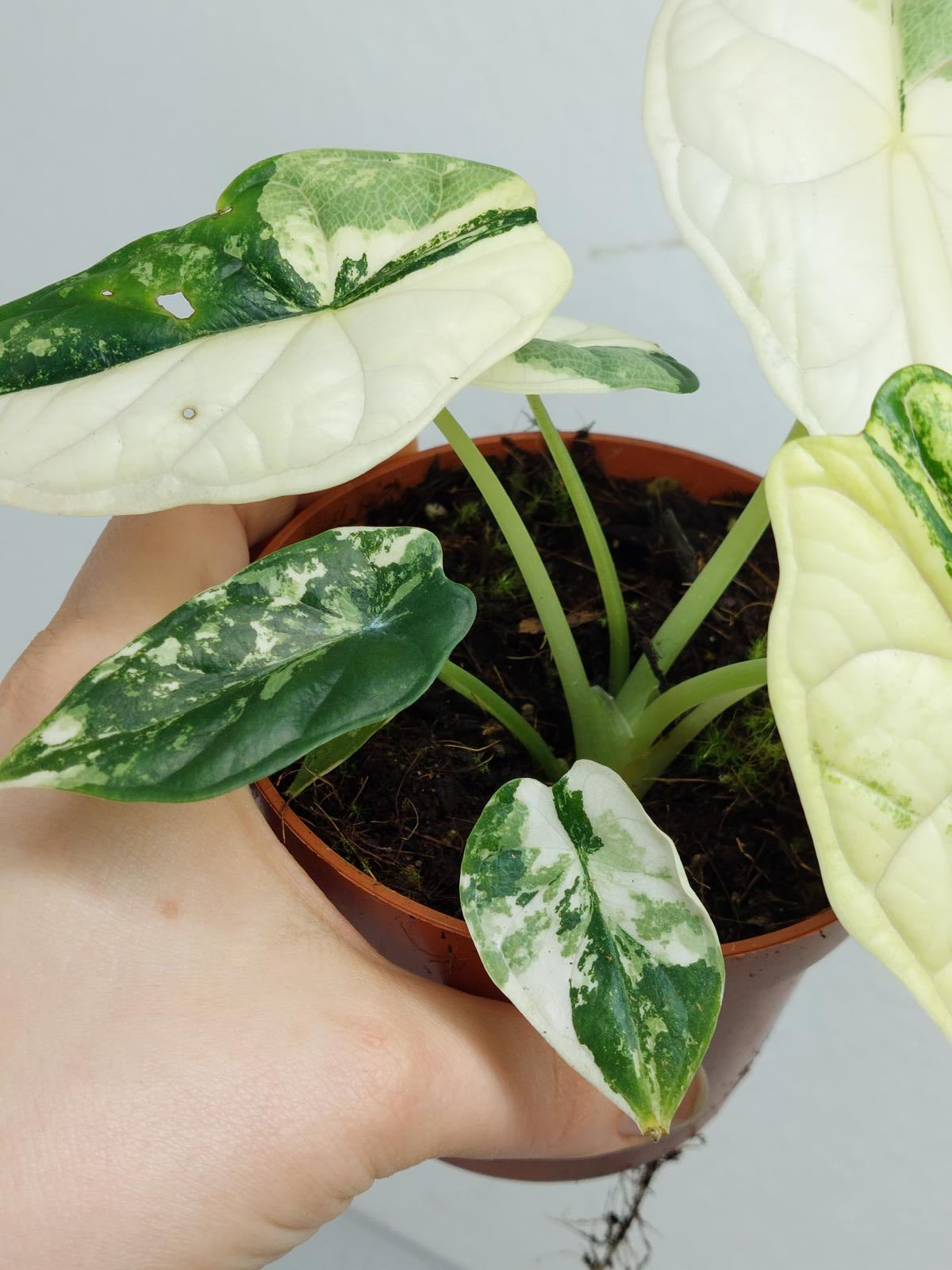 Alocasia Dragon Scale Variegata