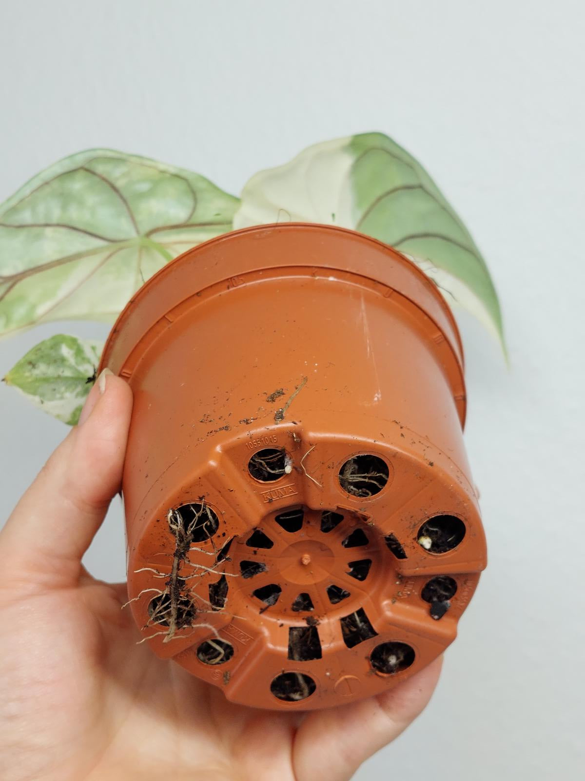 Alocasia Dragon Scale Variegata