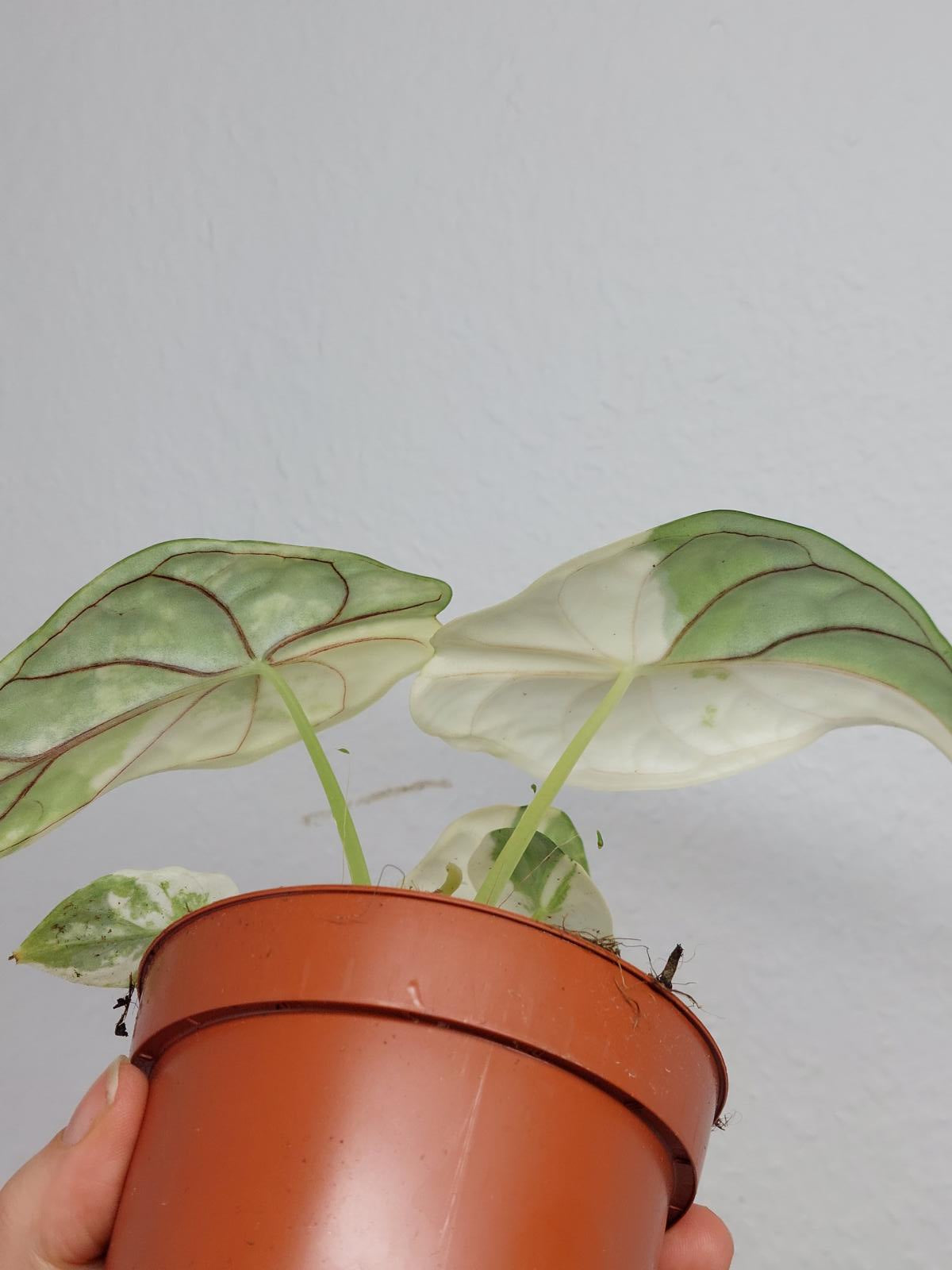 Alocasia Dragon Scale Variegata