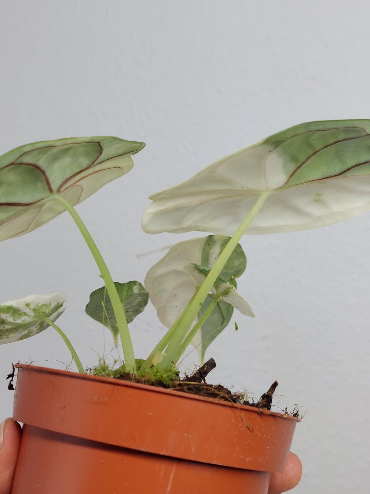 Alocasia Dragon Scale Variegata