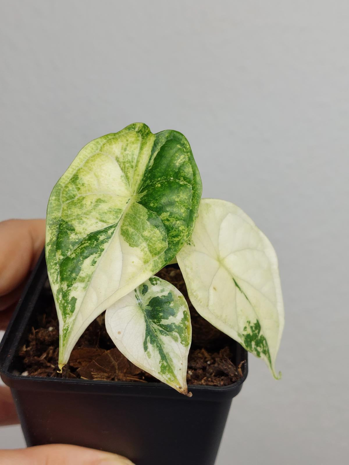 Alocasia Dragon Scale Variegata