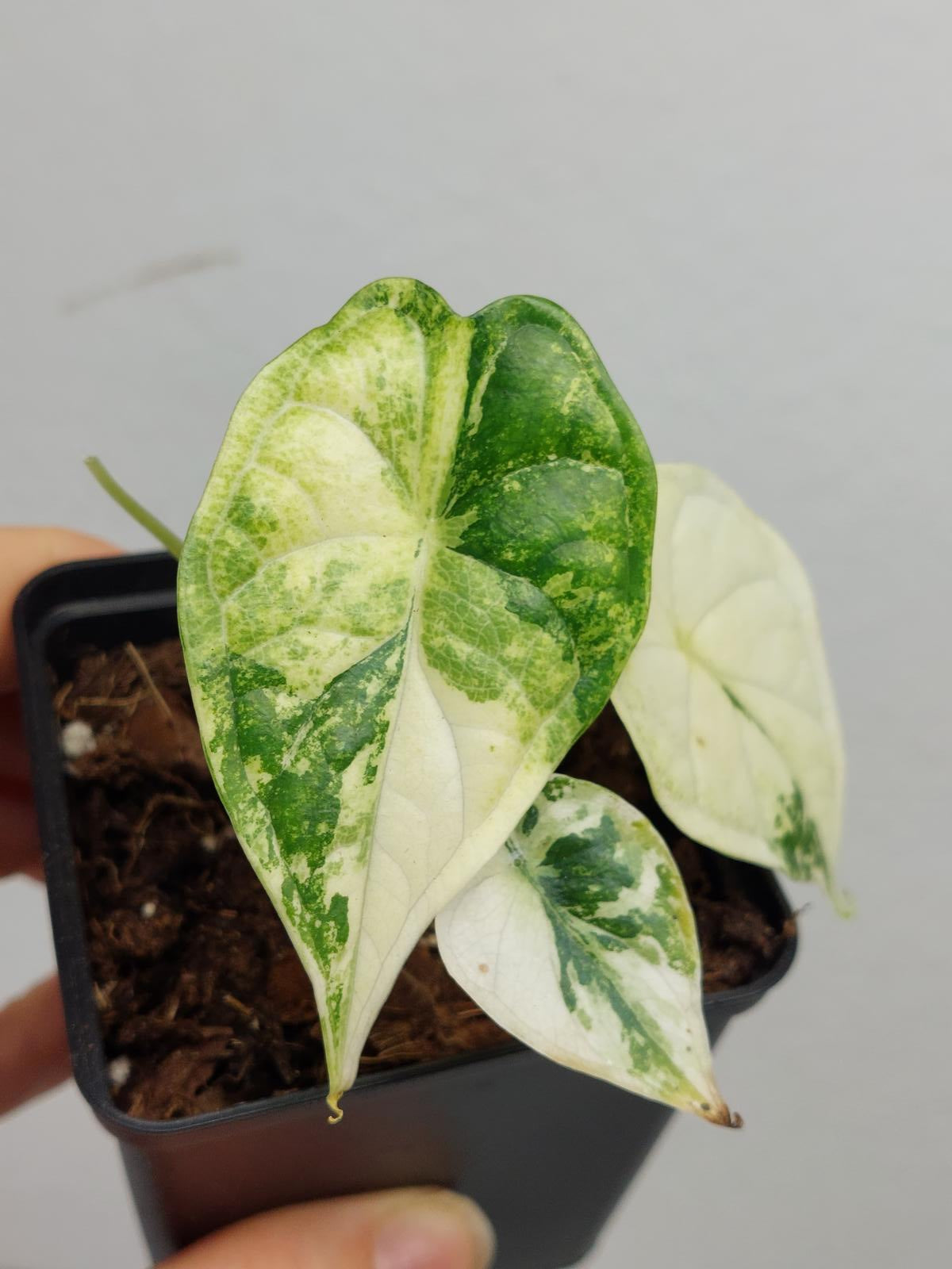 Alocasia Dragon Scale Variegata