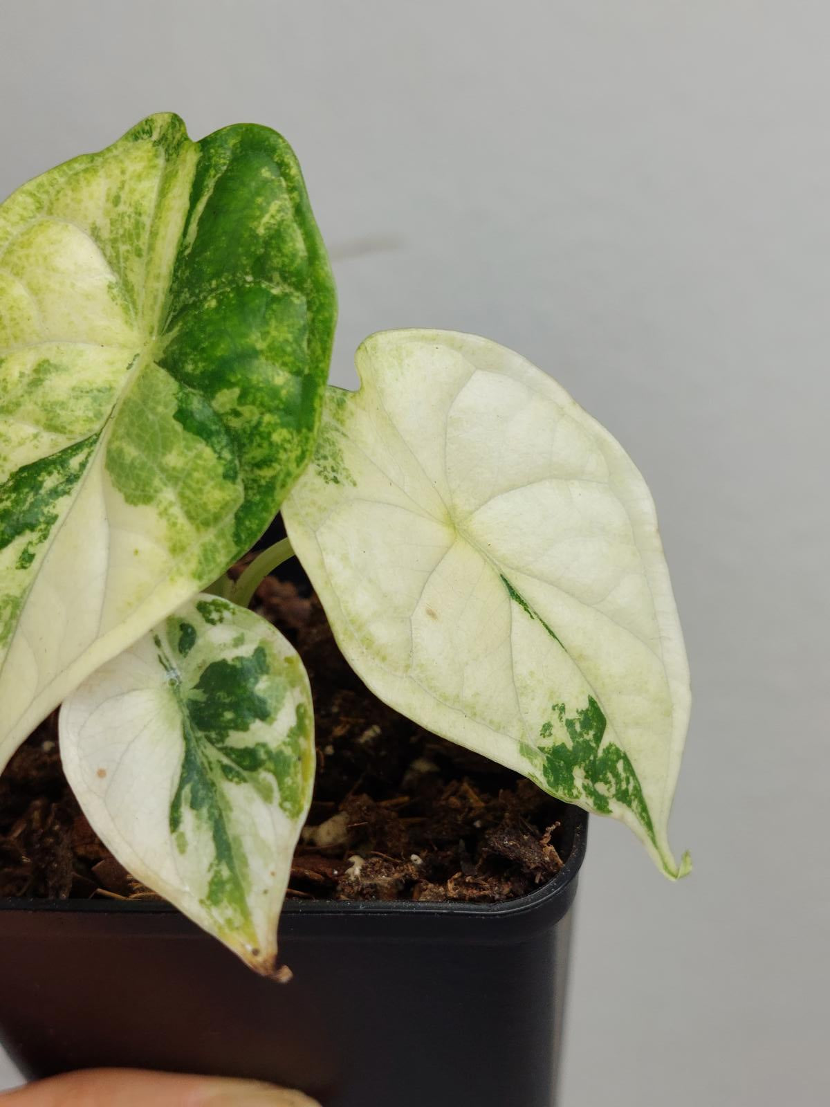 Alocasia Dragon Scale Variegata