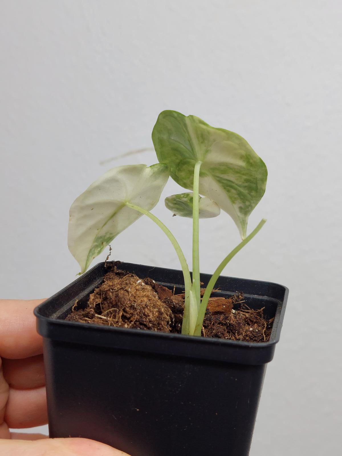 Alocasia Dragon Scale Variegata