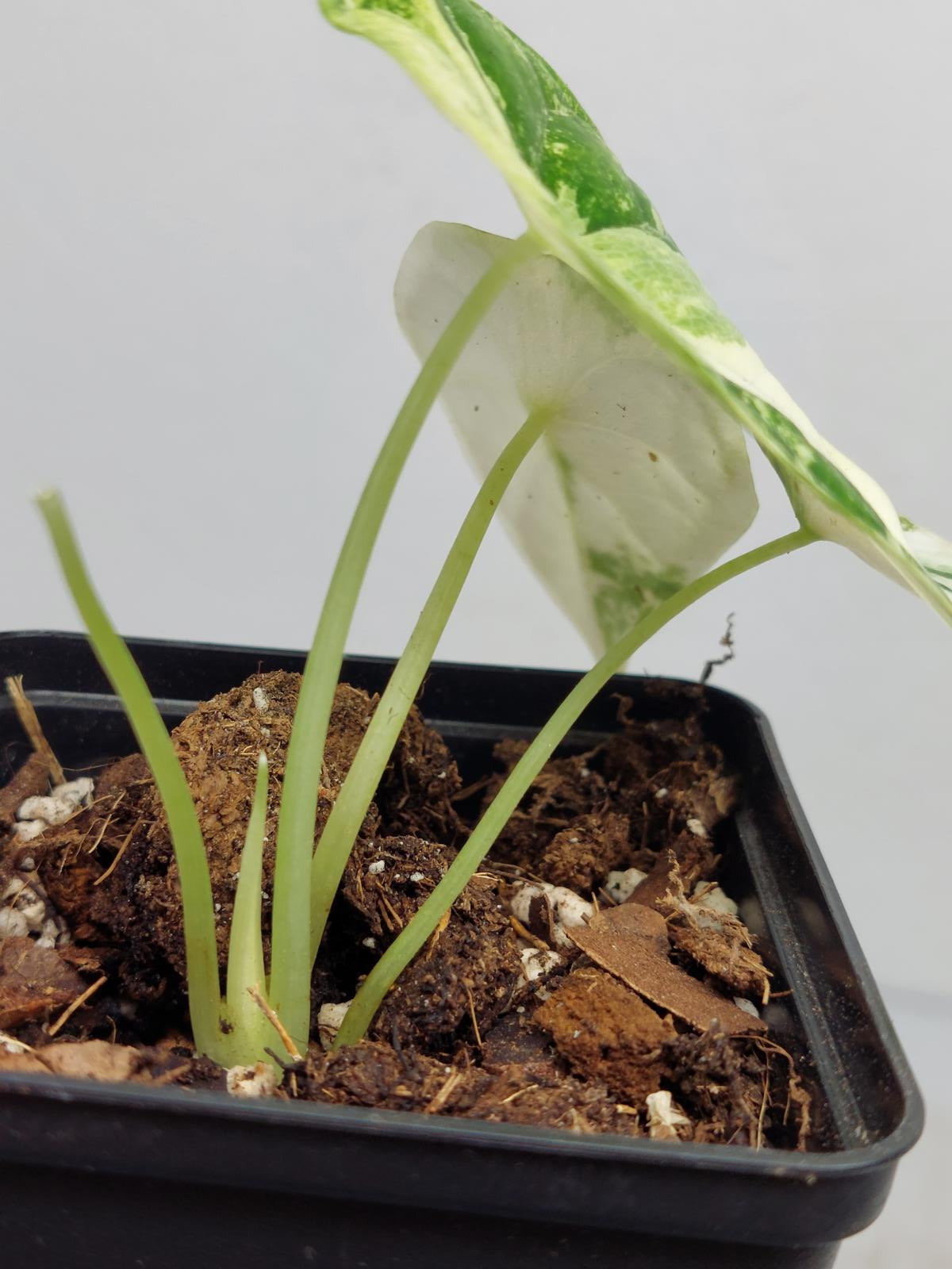 Alocasia Dragon Scale Variegata