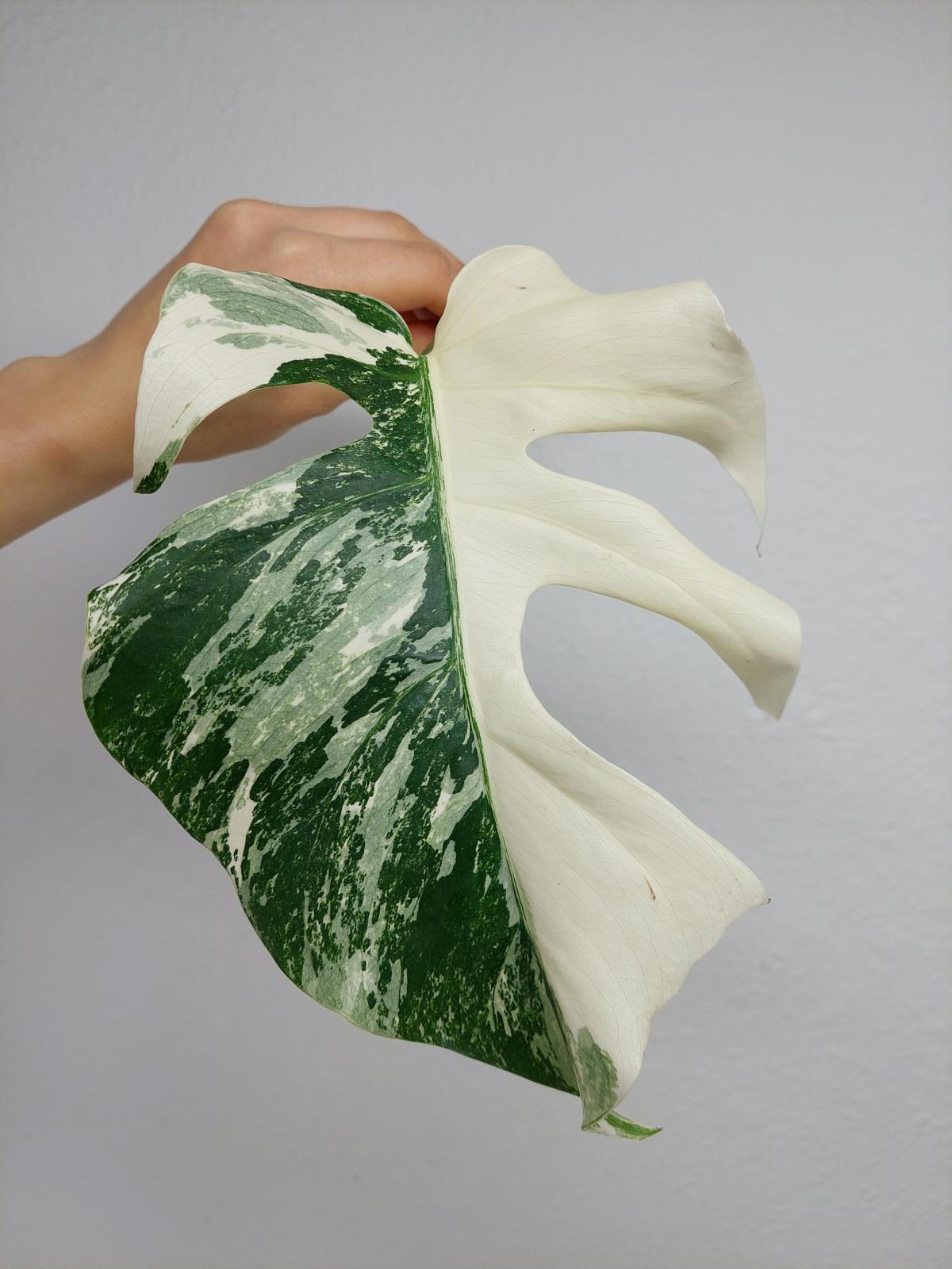 Monstera Variegata Steckling