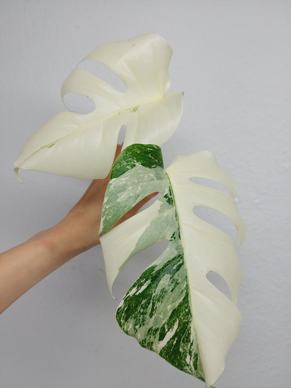 Monstera Variegata Steckling