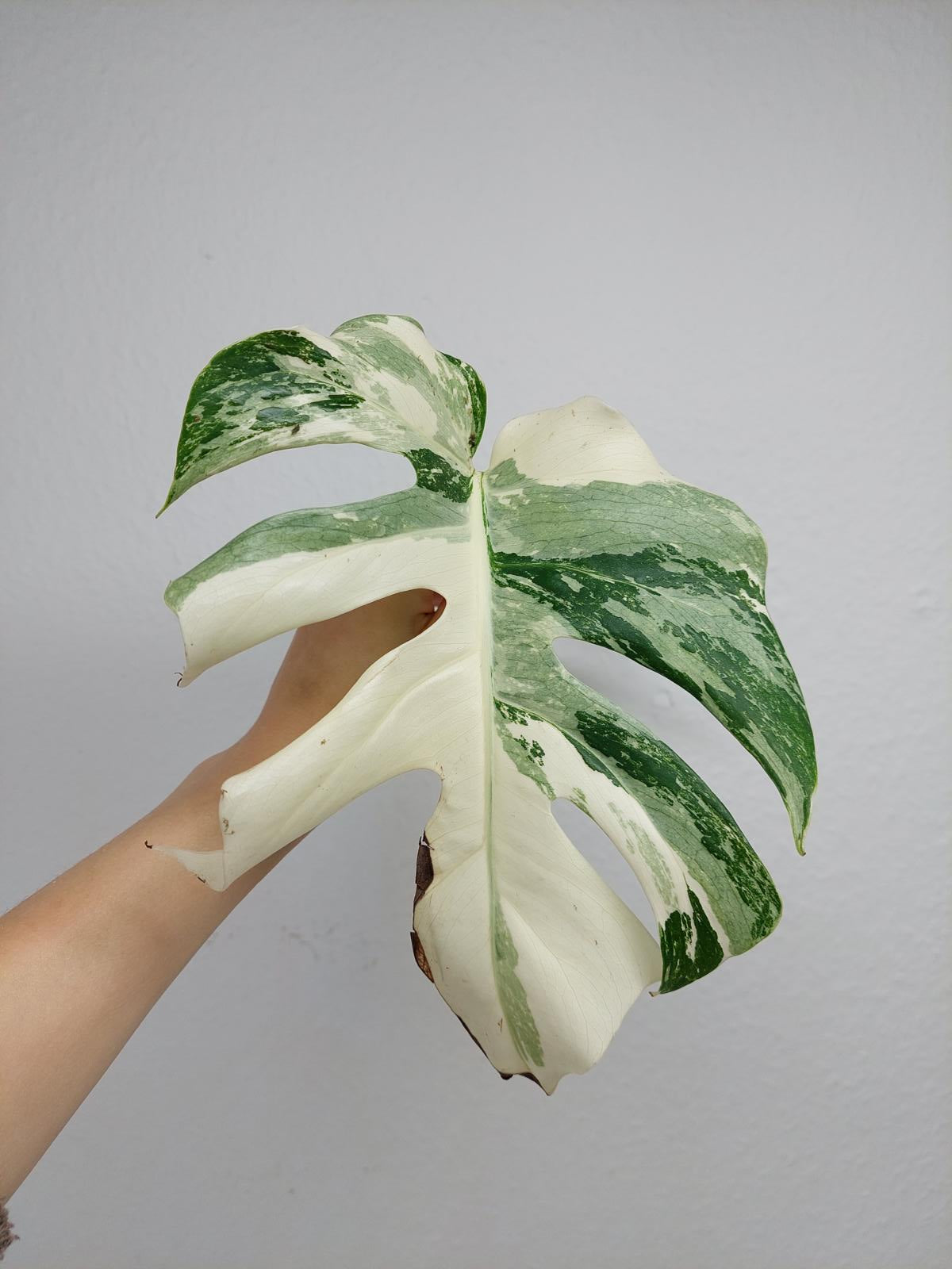 Monstera Variegata Steckling