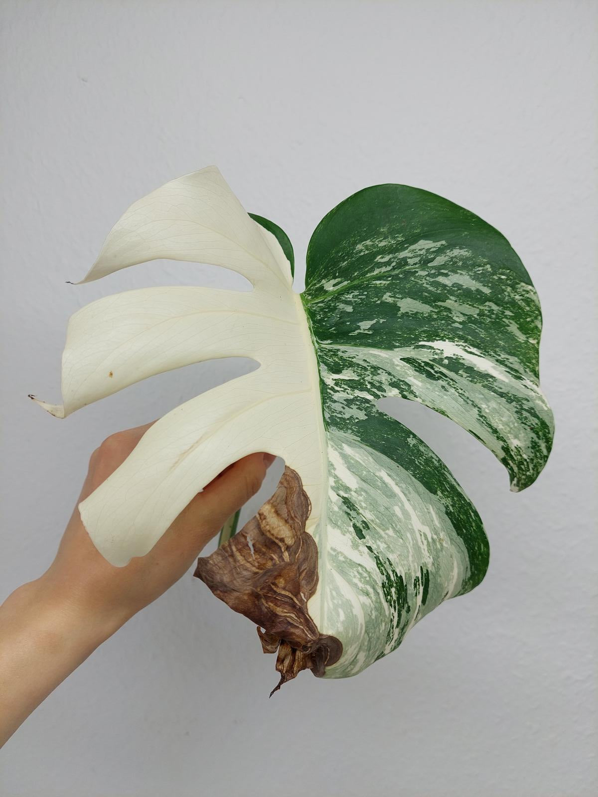 Monstera Variegata Steckling