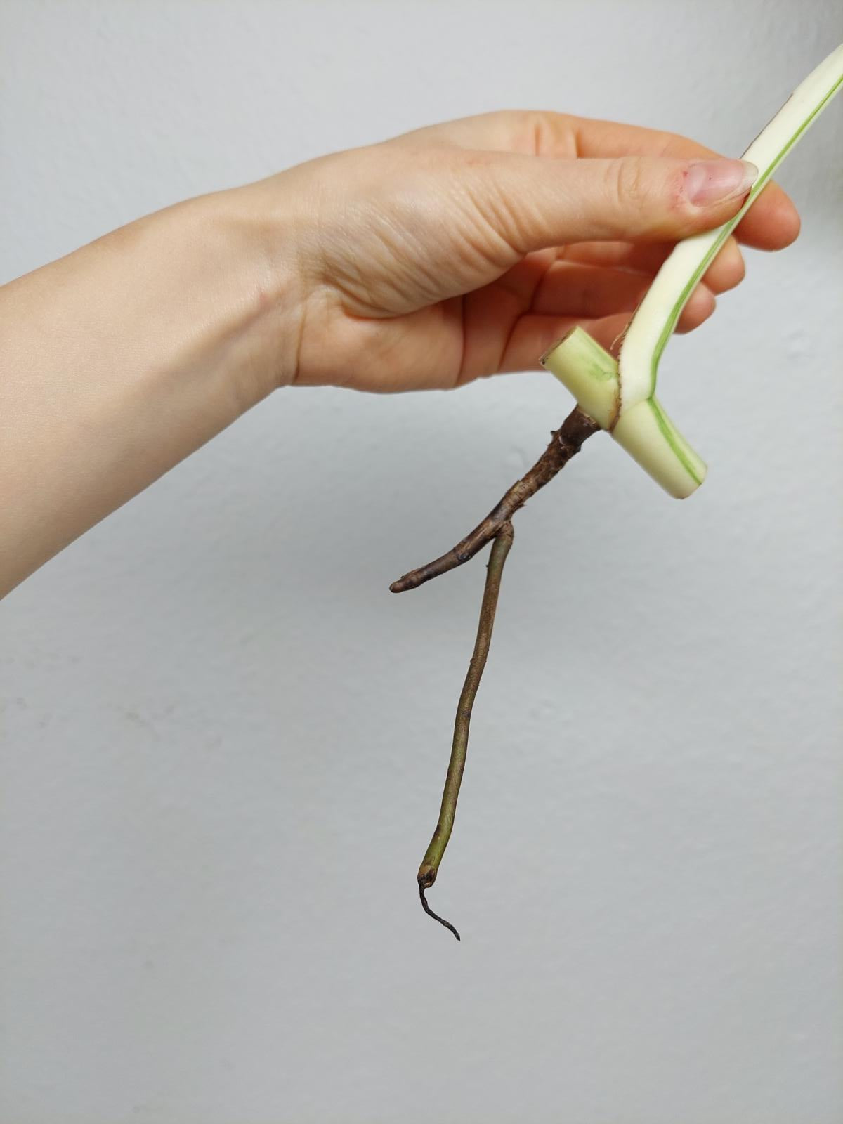 Monstera Variegata Steckling