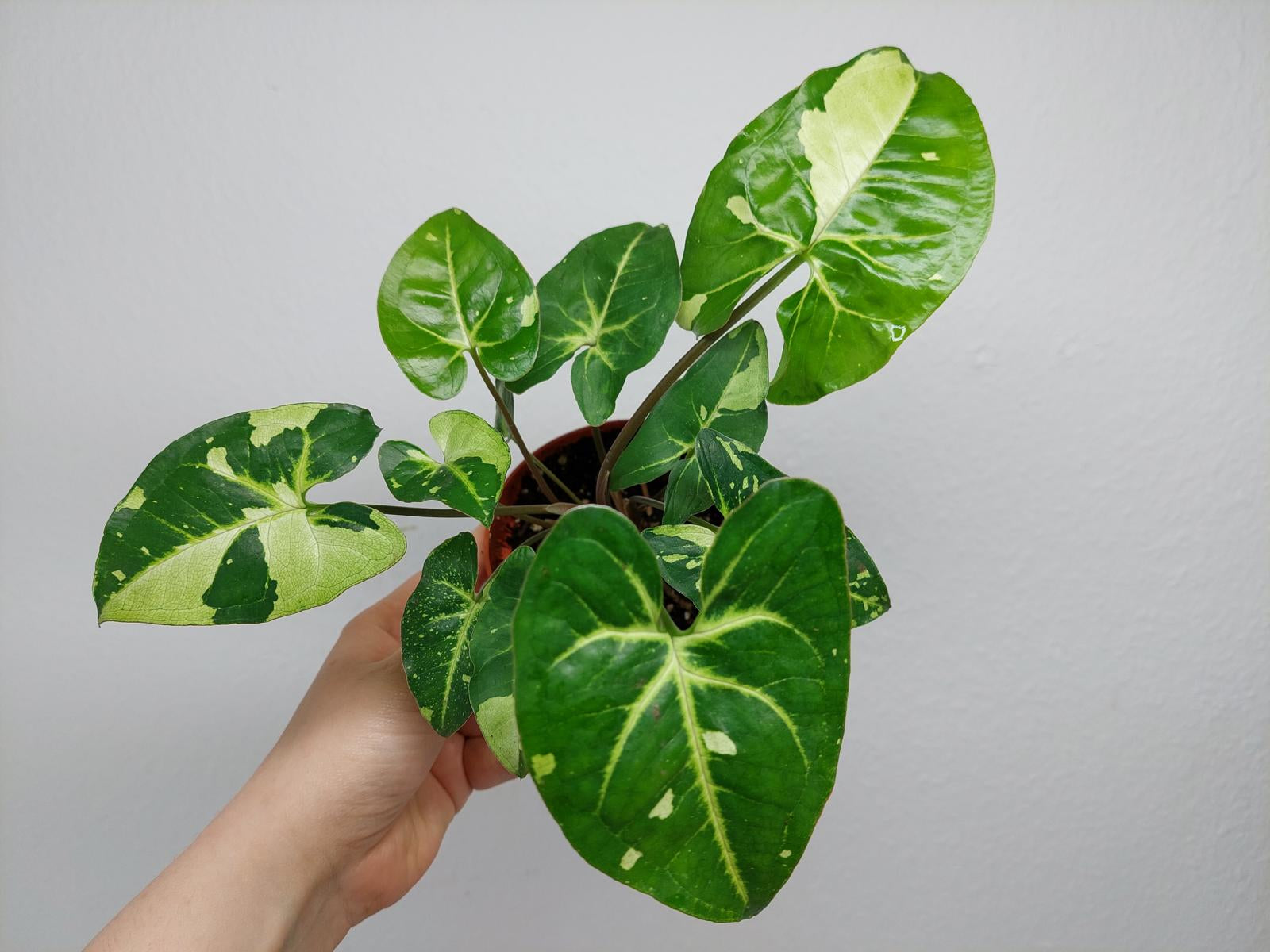 Syngonium Panda