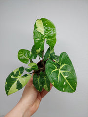 Syngonium Panda