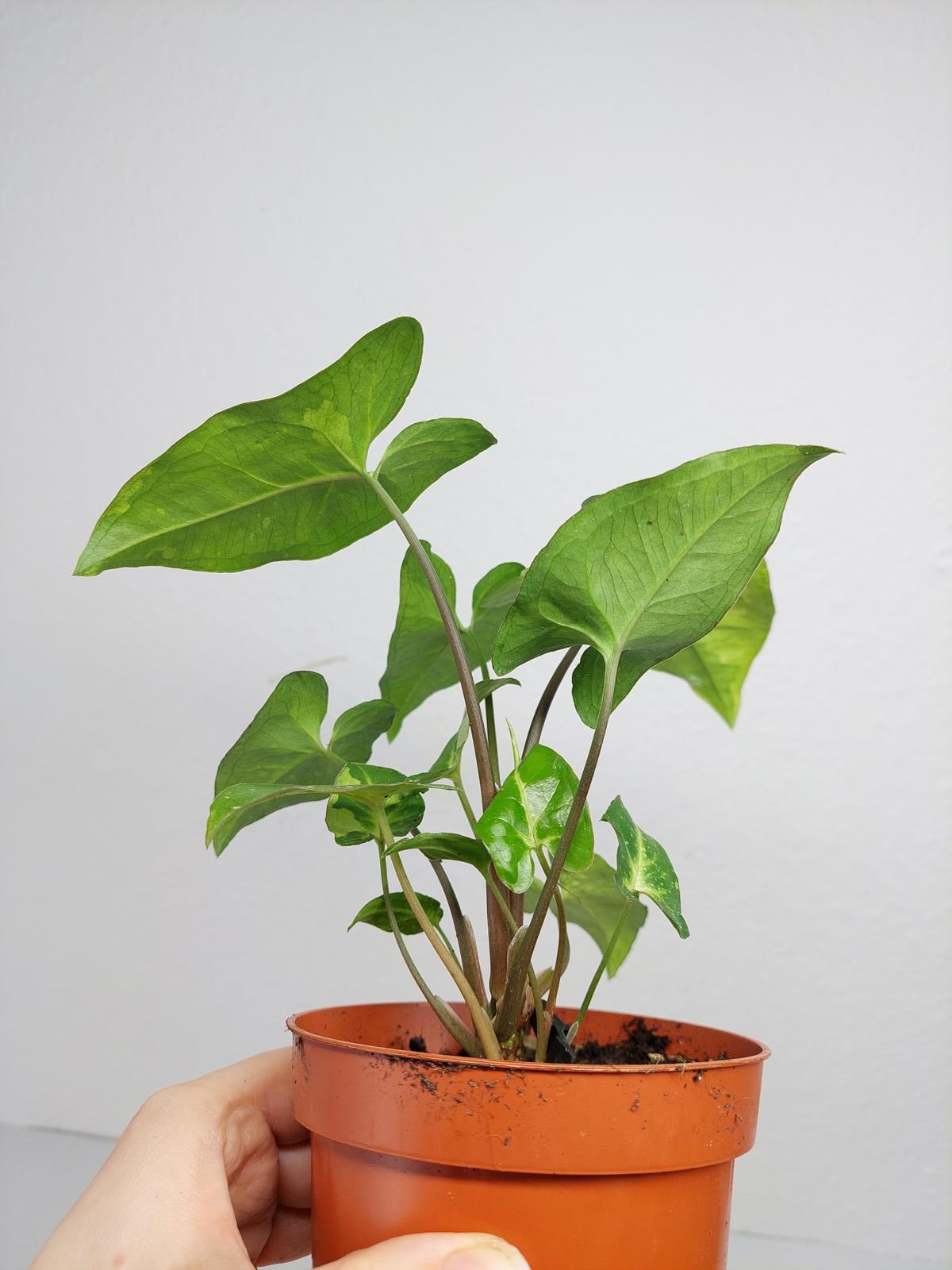 Syngonium Panda