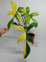 Philodendron Florida Beauty