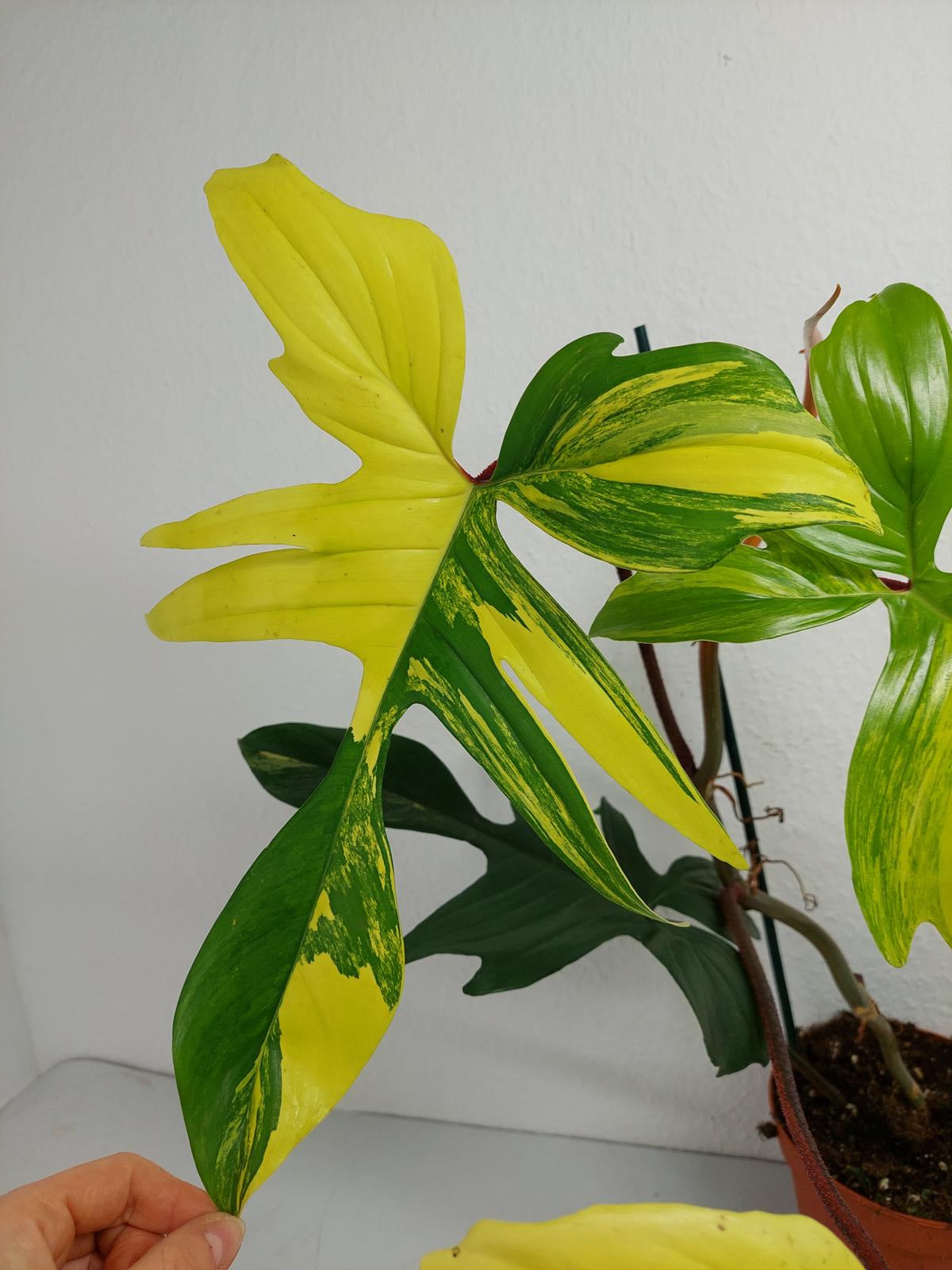 Philodendron Florida Beauty