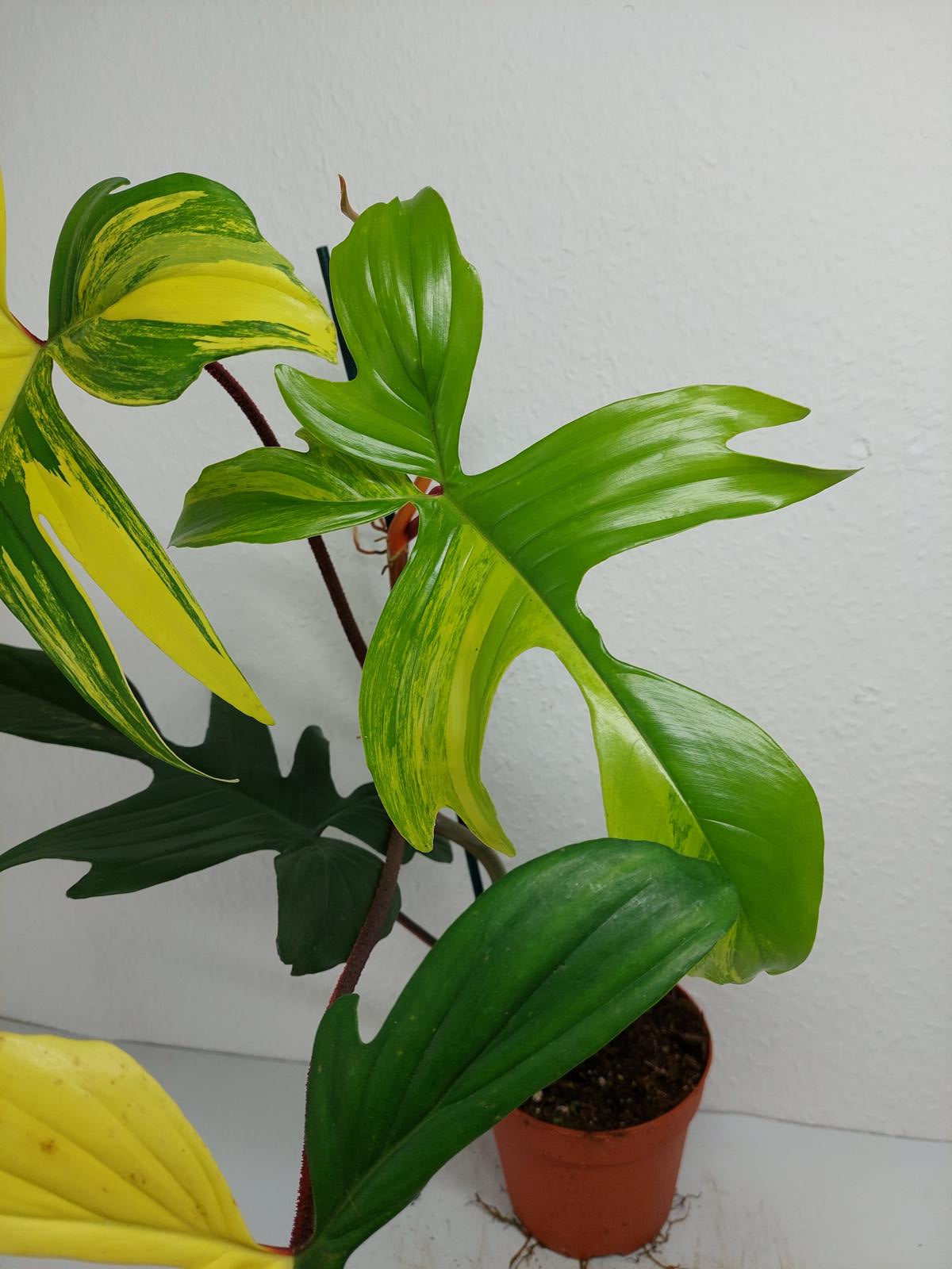 Philodendron Florida Beauty