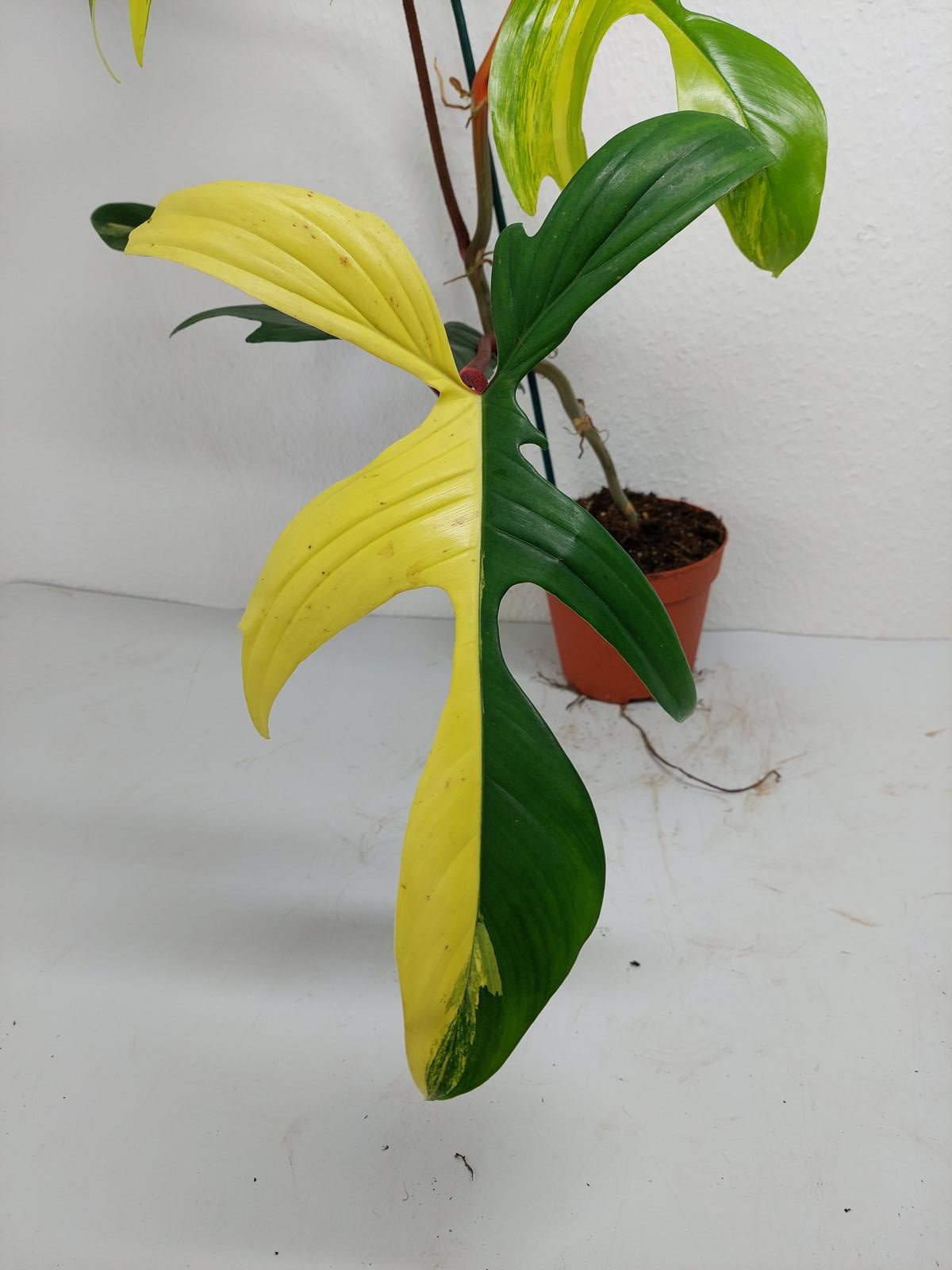 Philodendron Florida Beauty