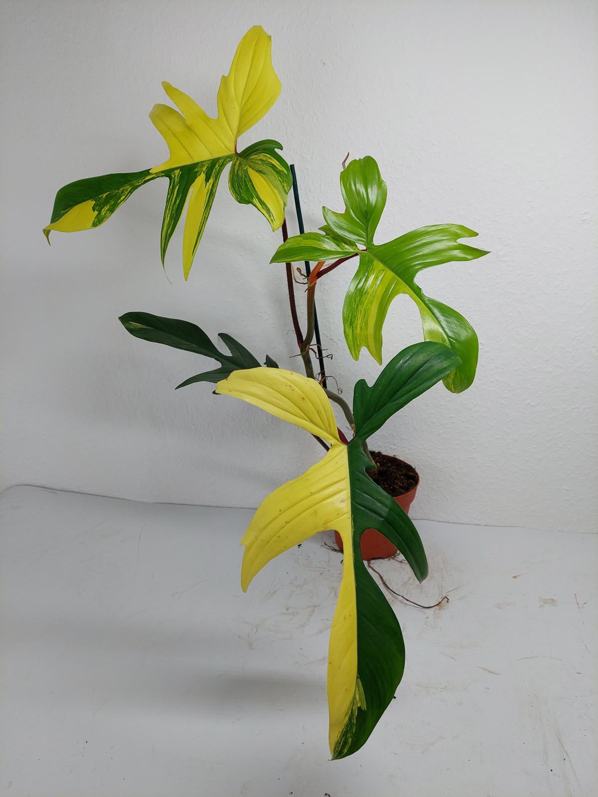 Philodendron Florida Beauty