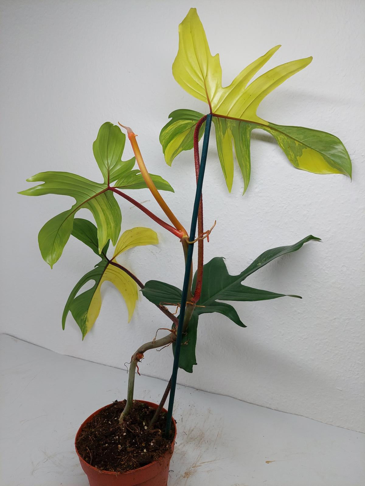 Philodendron Florida Beauty