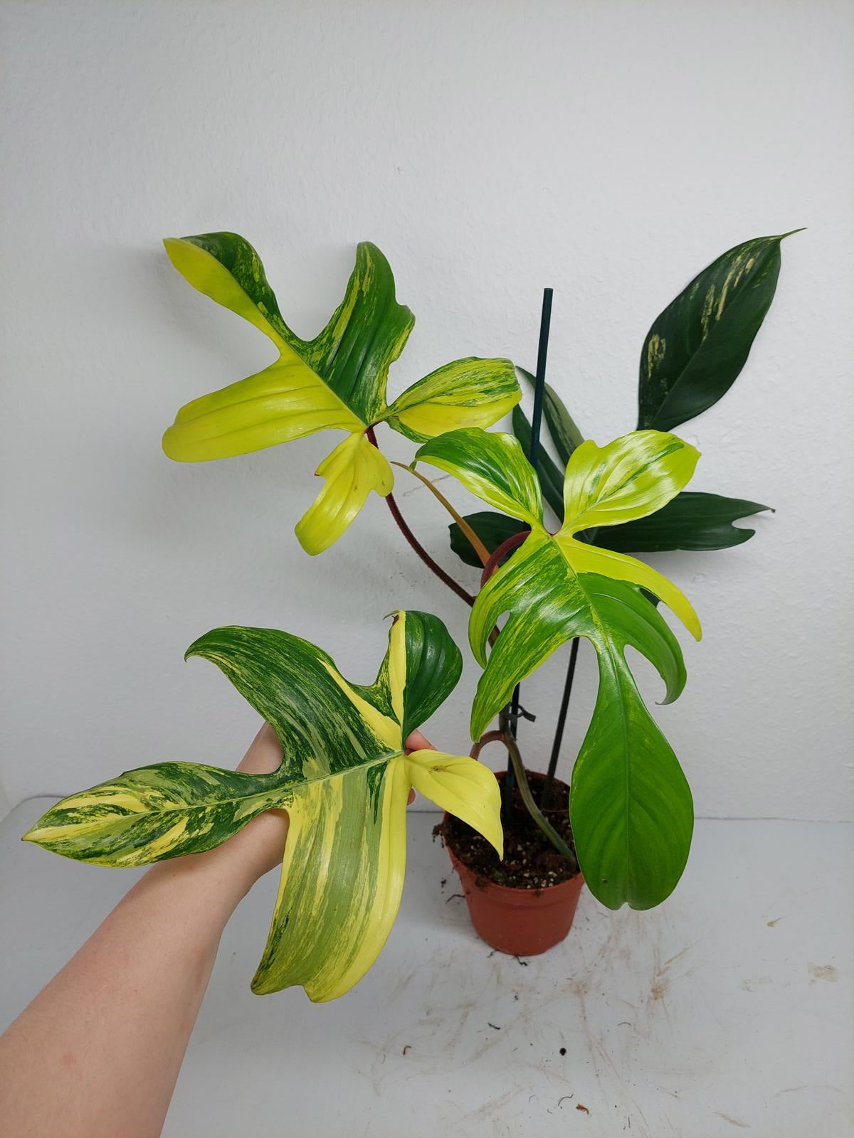 Philodendron Florida Beauty