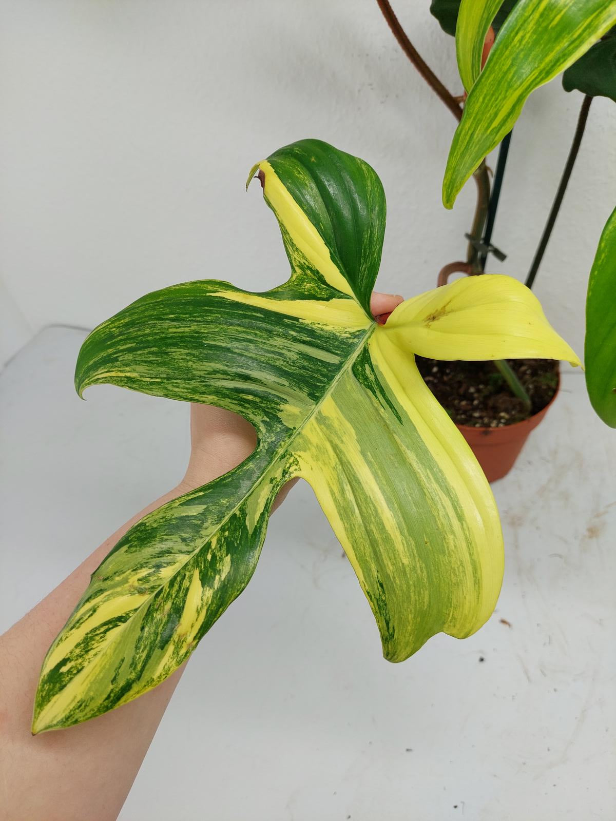 Philodendron Florida Beauty