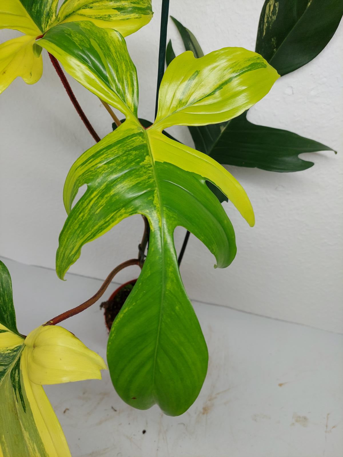 Philodendron Florida Beauty