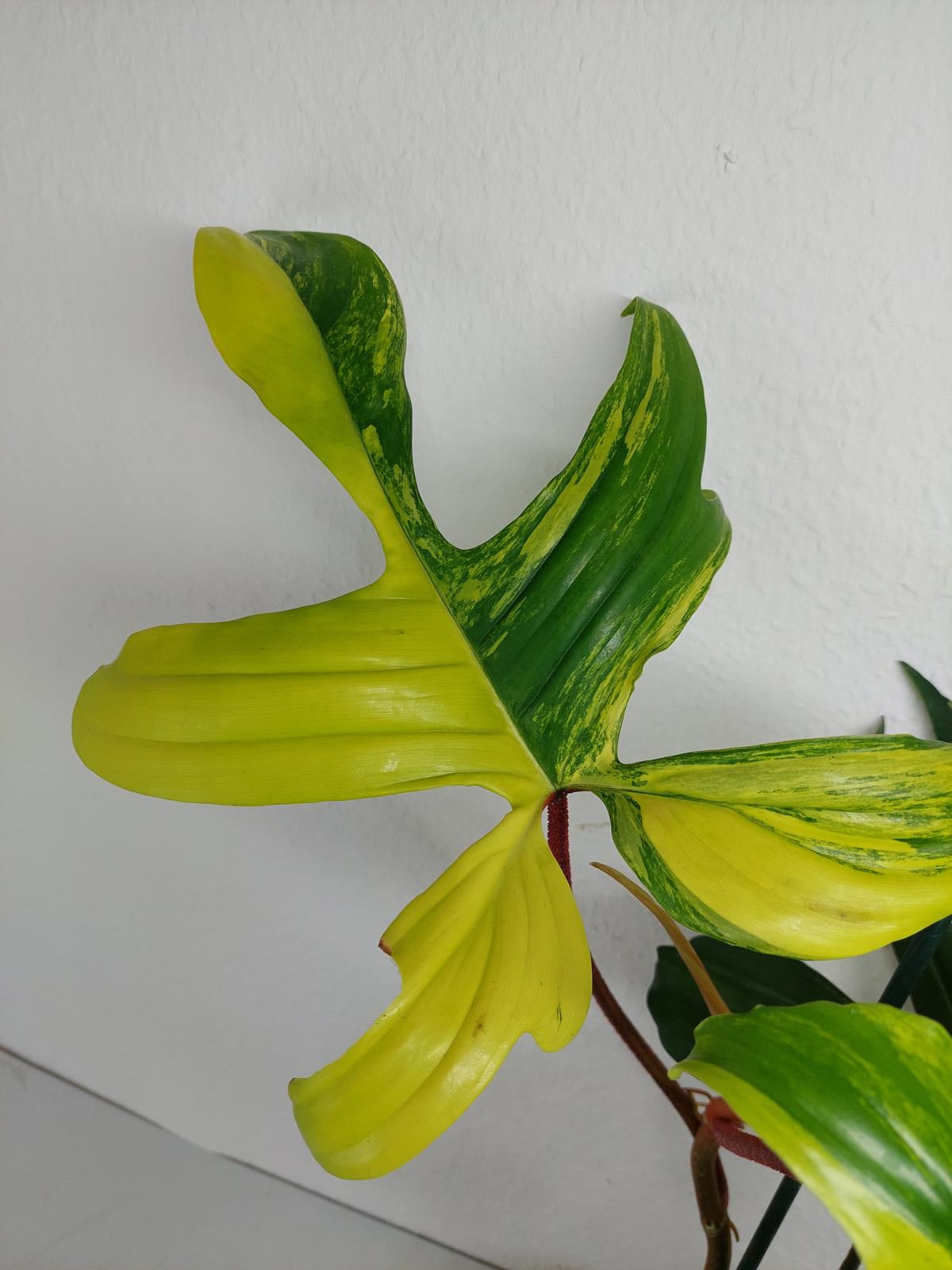 Philodendron Florida Beauty