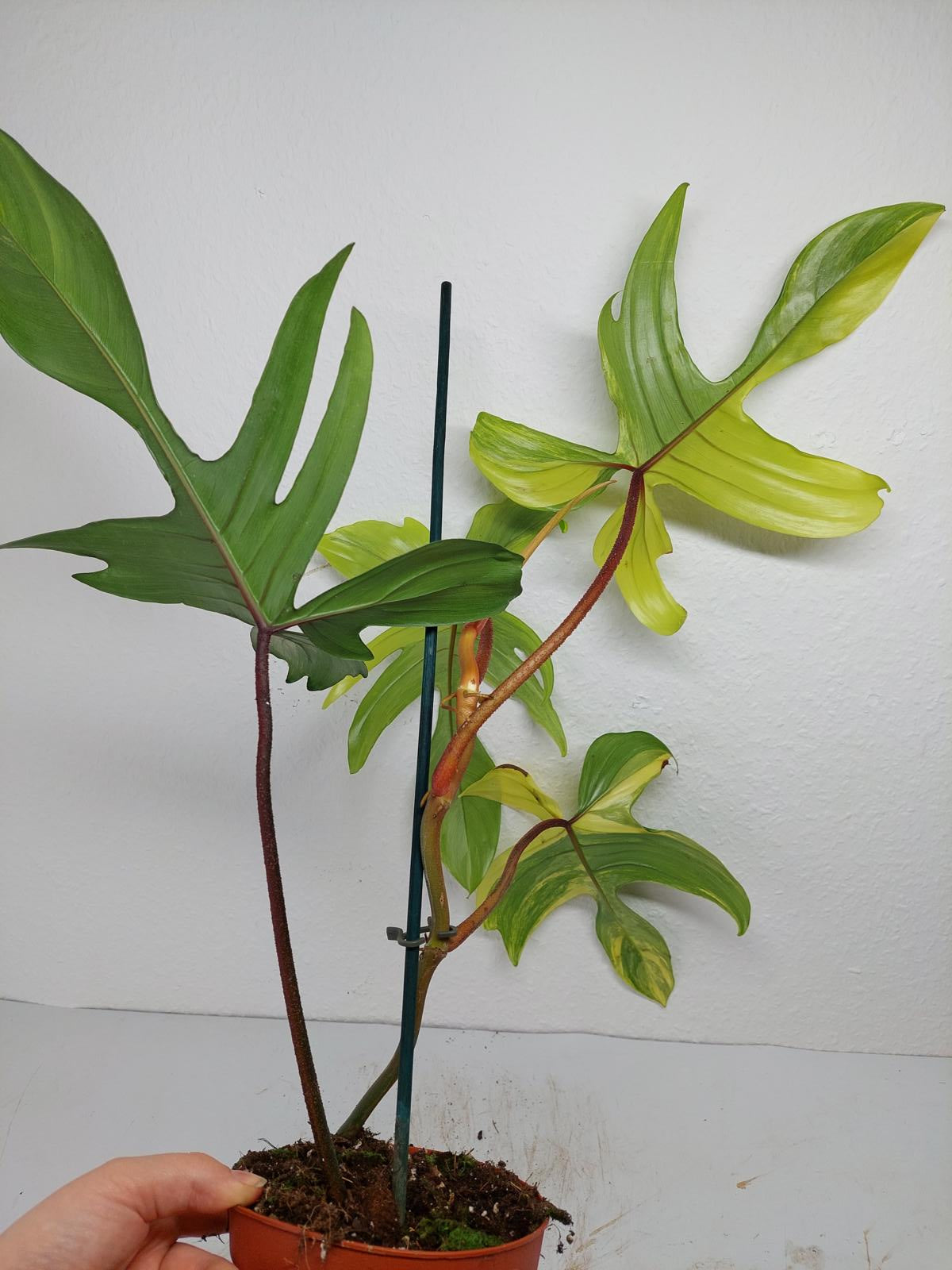 Philodendron Florida Beauty