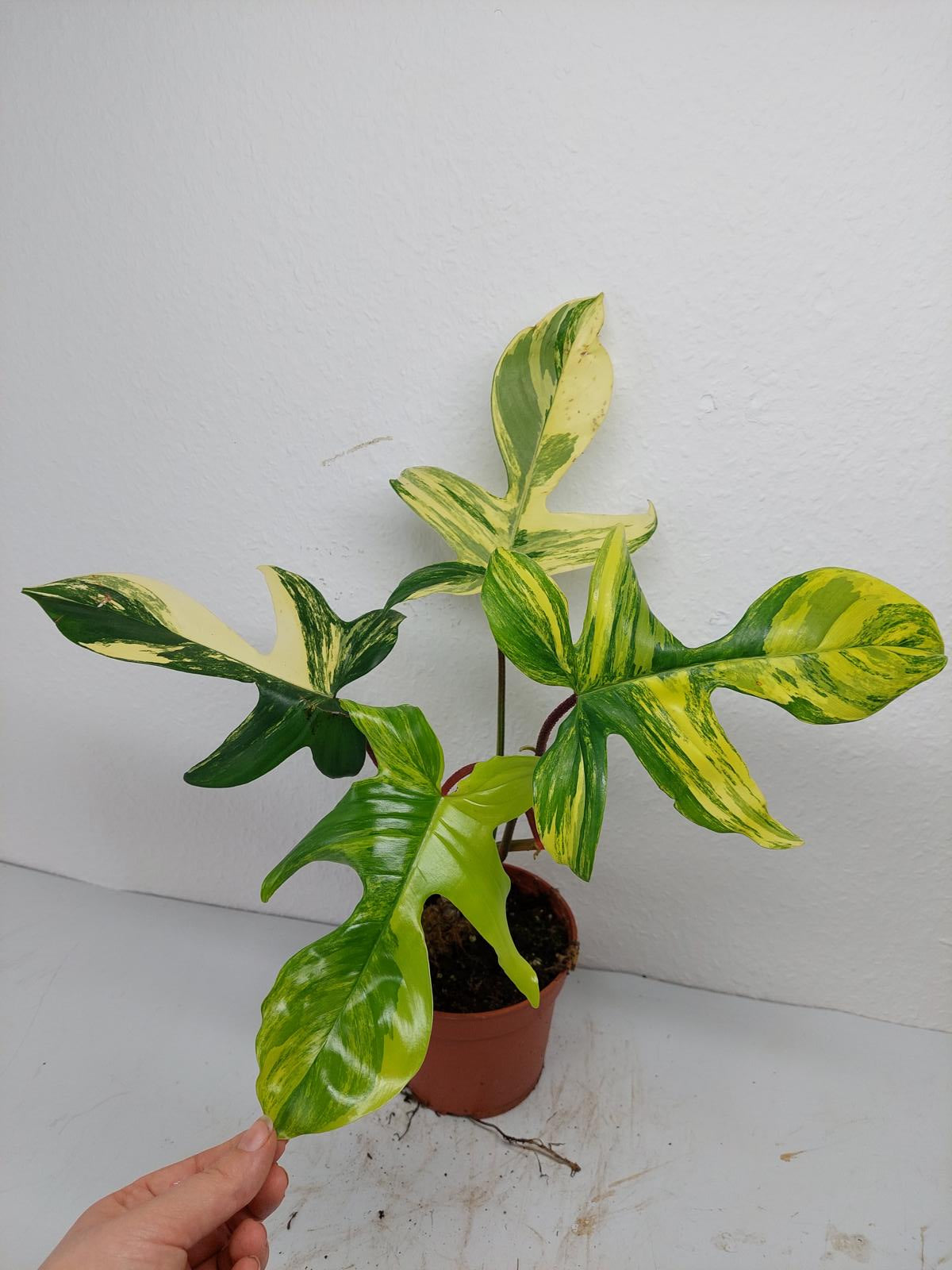 Philodendron Florida Beauty