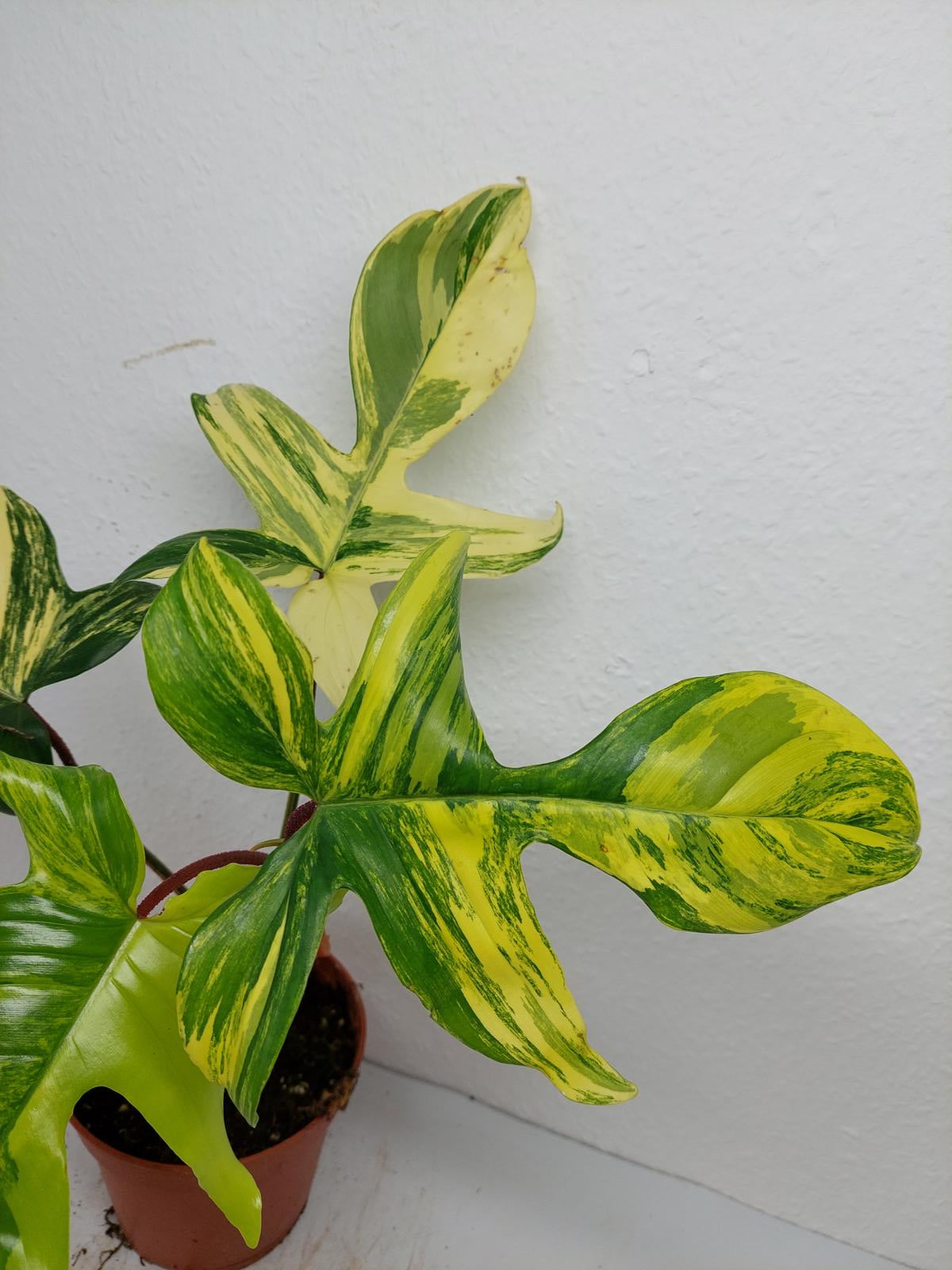 Philodendron Florida Beauty