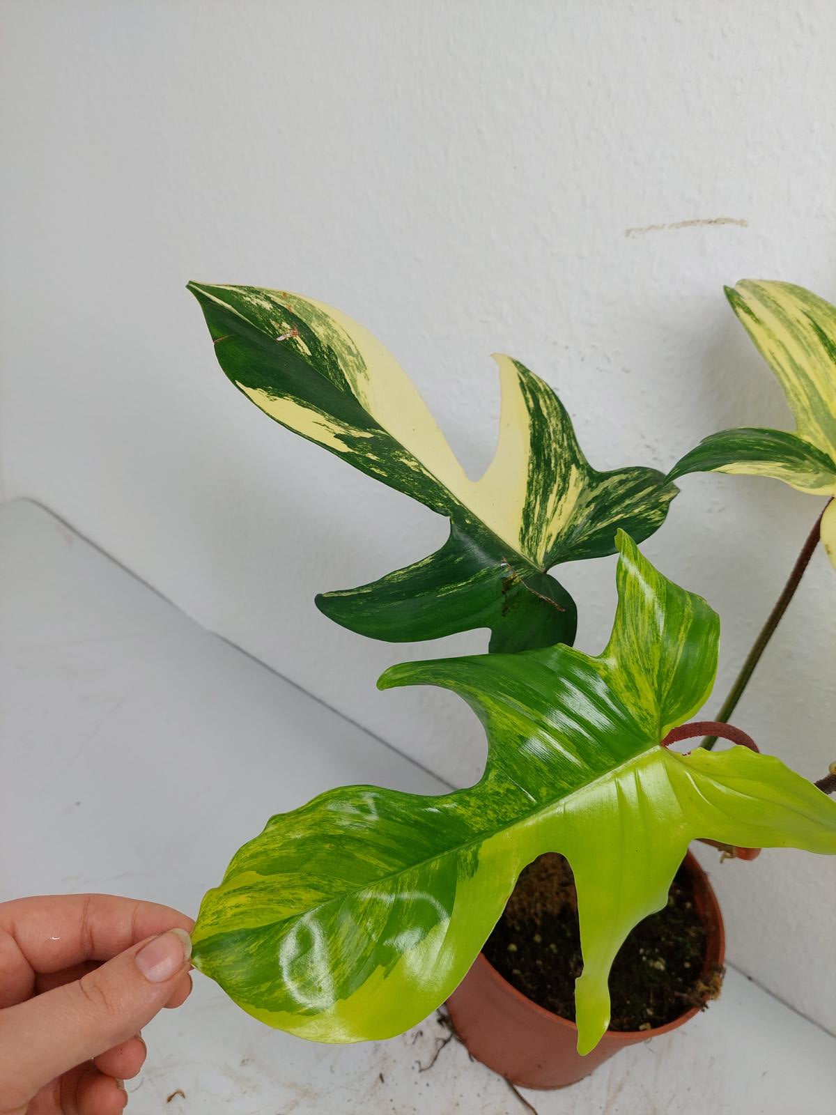 Philodendron Florida Beauty