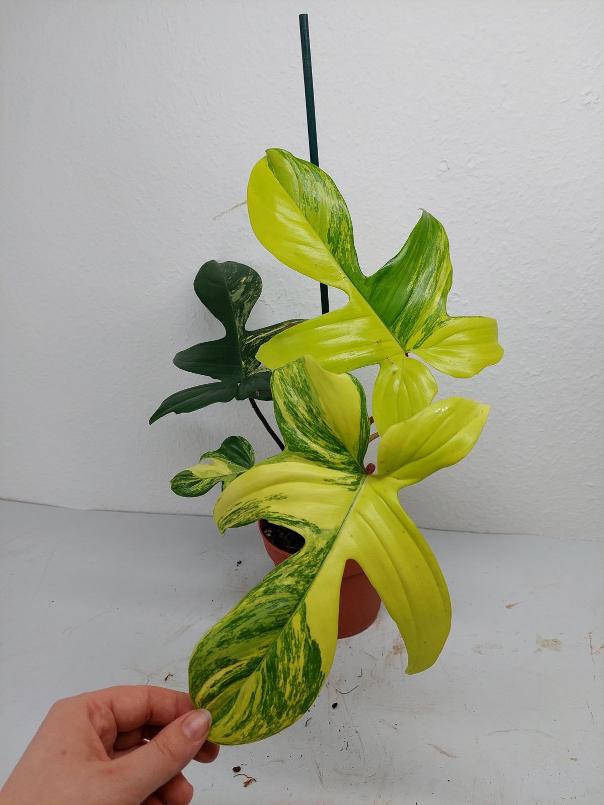 Philodendron Florida Beauty