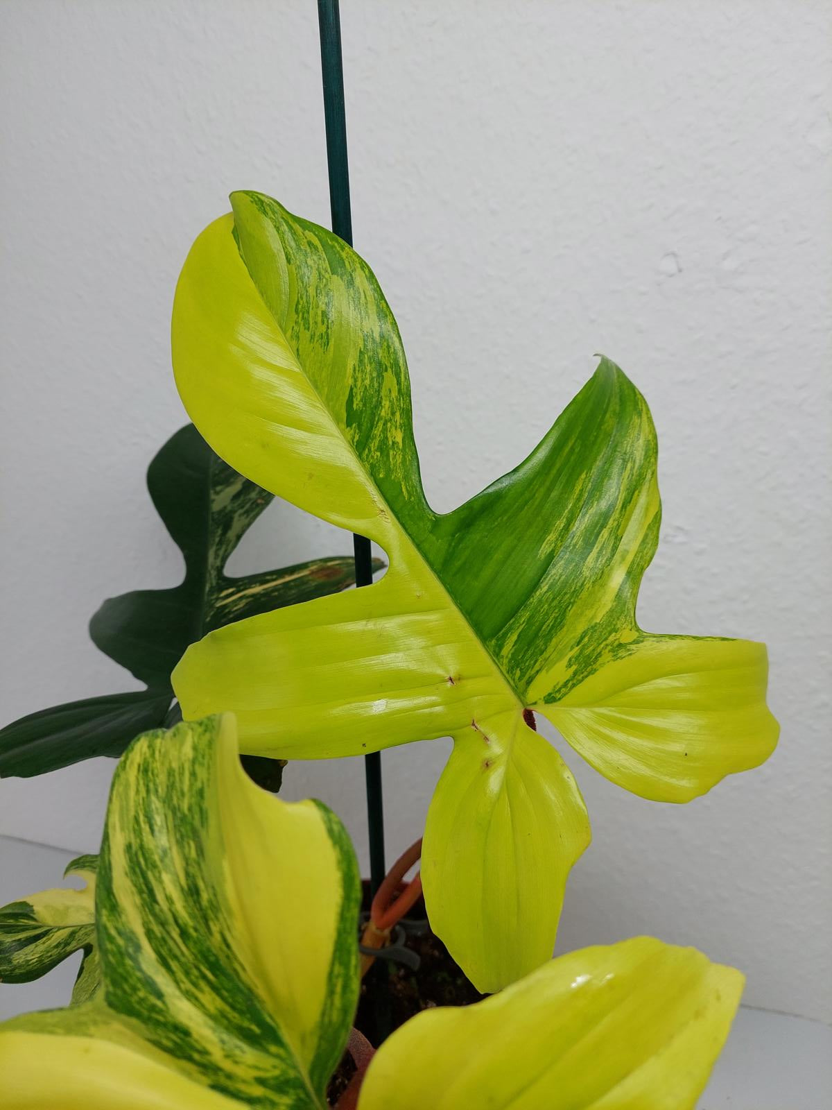 Philodendron Florida Beauty